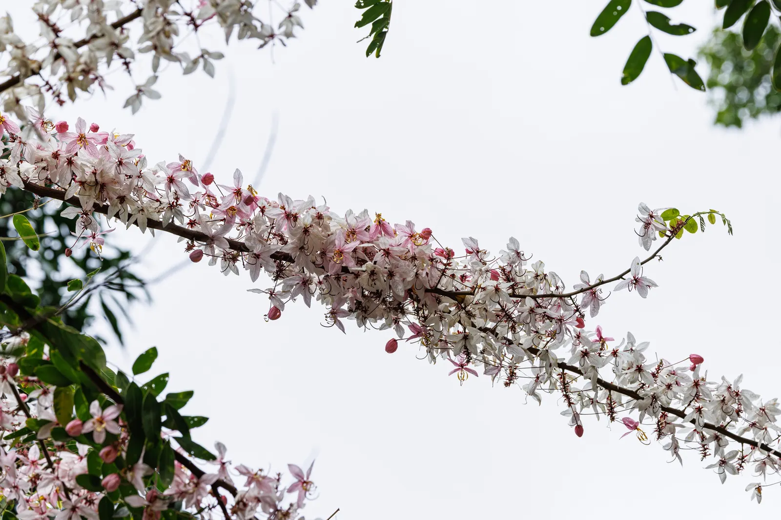 Pink Shower Tree (Cassia Bakeriana) — While it is relatively low-maintenance; pink flowers which bloom profusely during its flowering season in, image 71