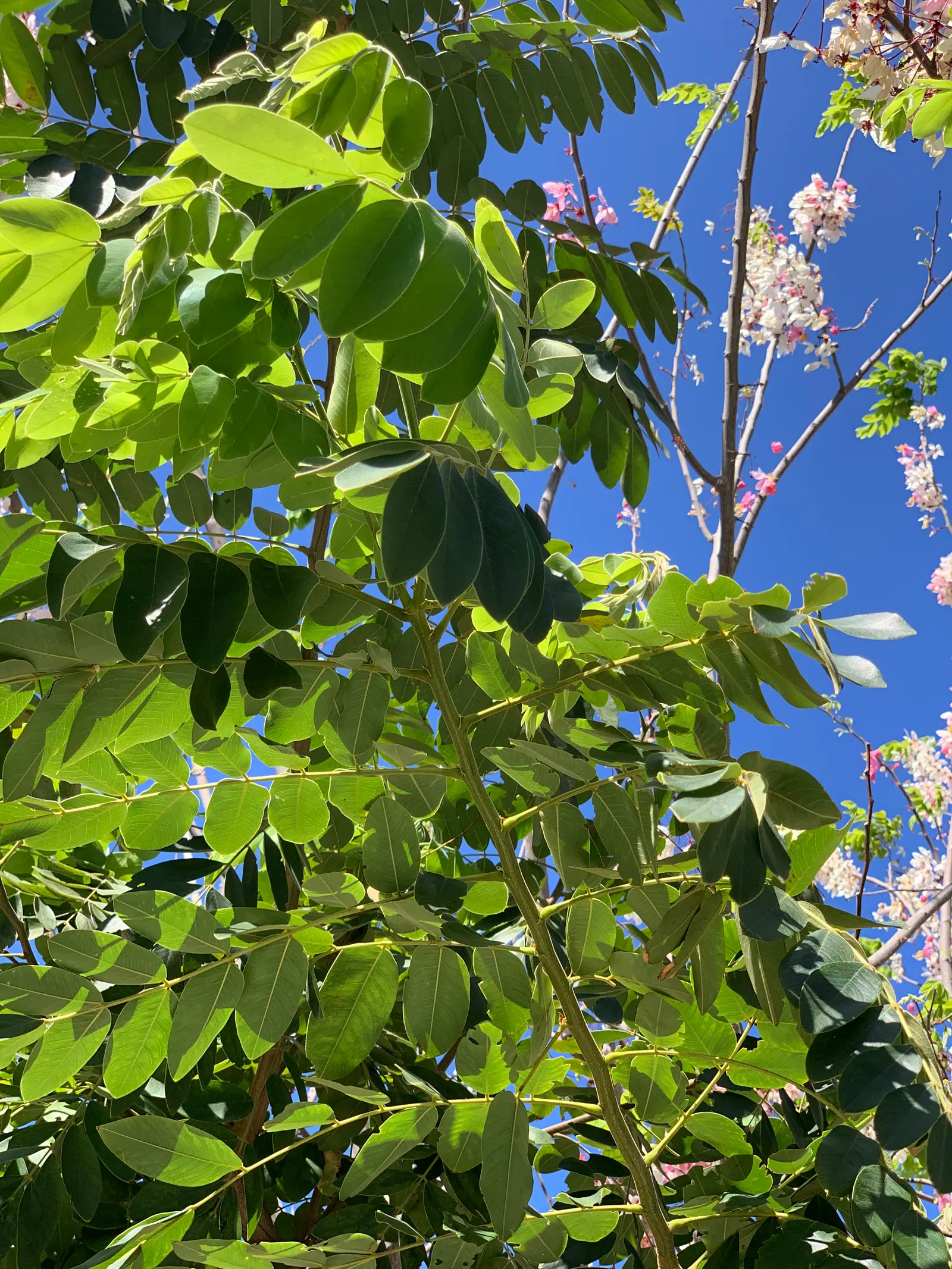 Pink Shower Tree (Cassia Bakeriana) — the Pink Shower Tree has a moderate growth rate and an elegantly spreading