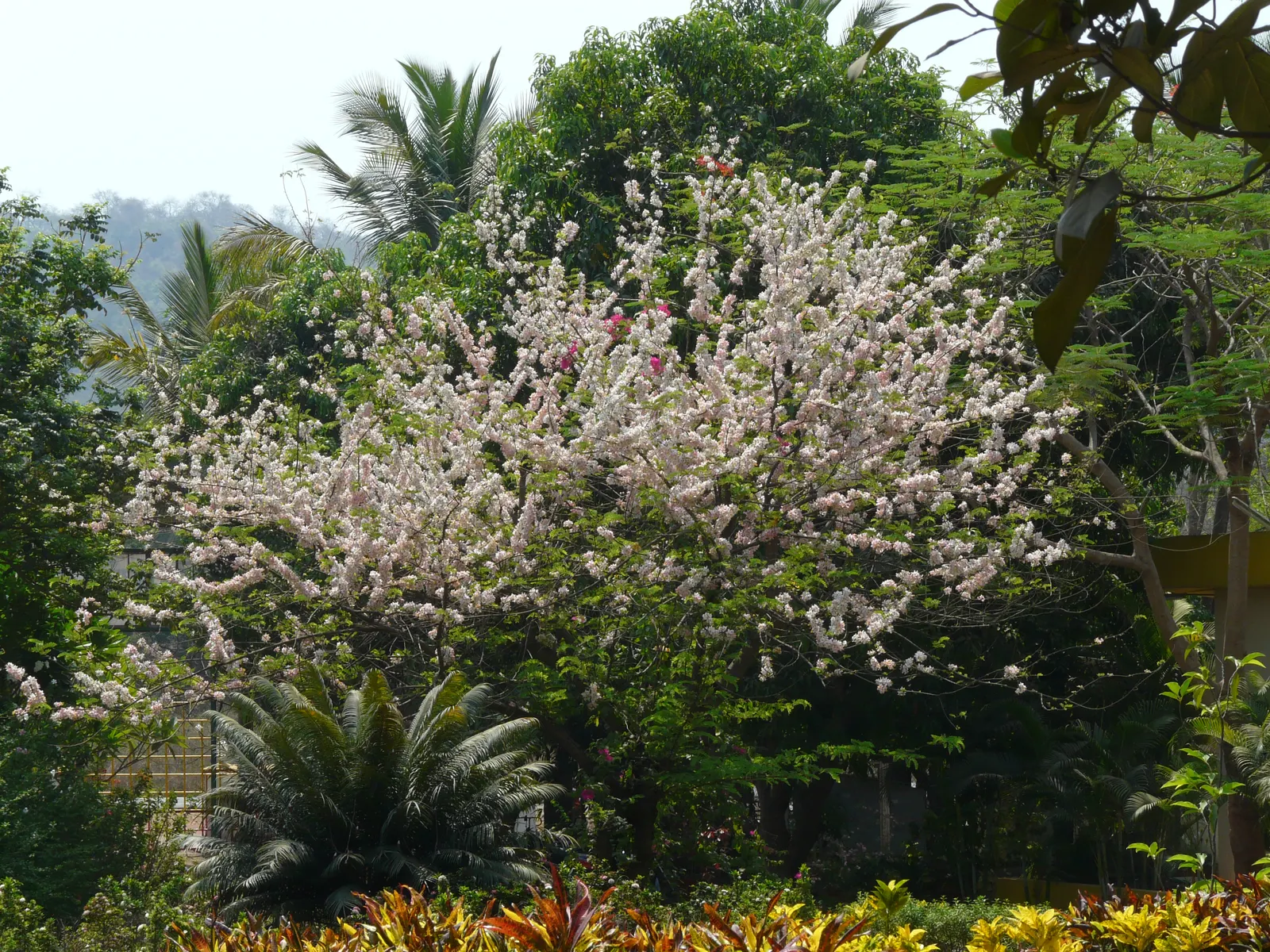 Pink Shower Tree (Cassia Bakeriana) — which are typically around 1 to 2 inches in size