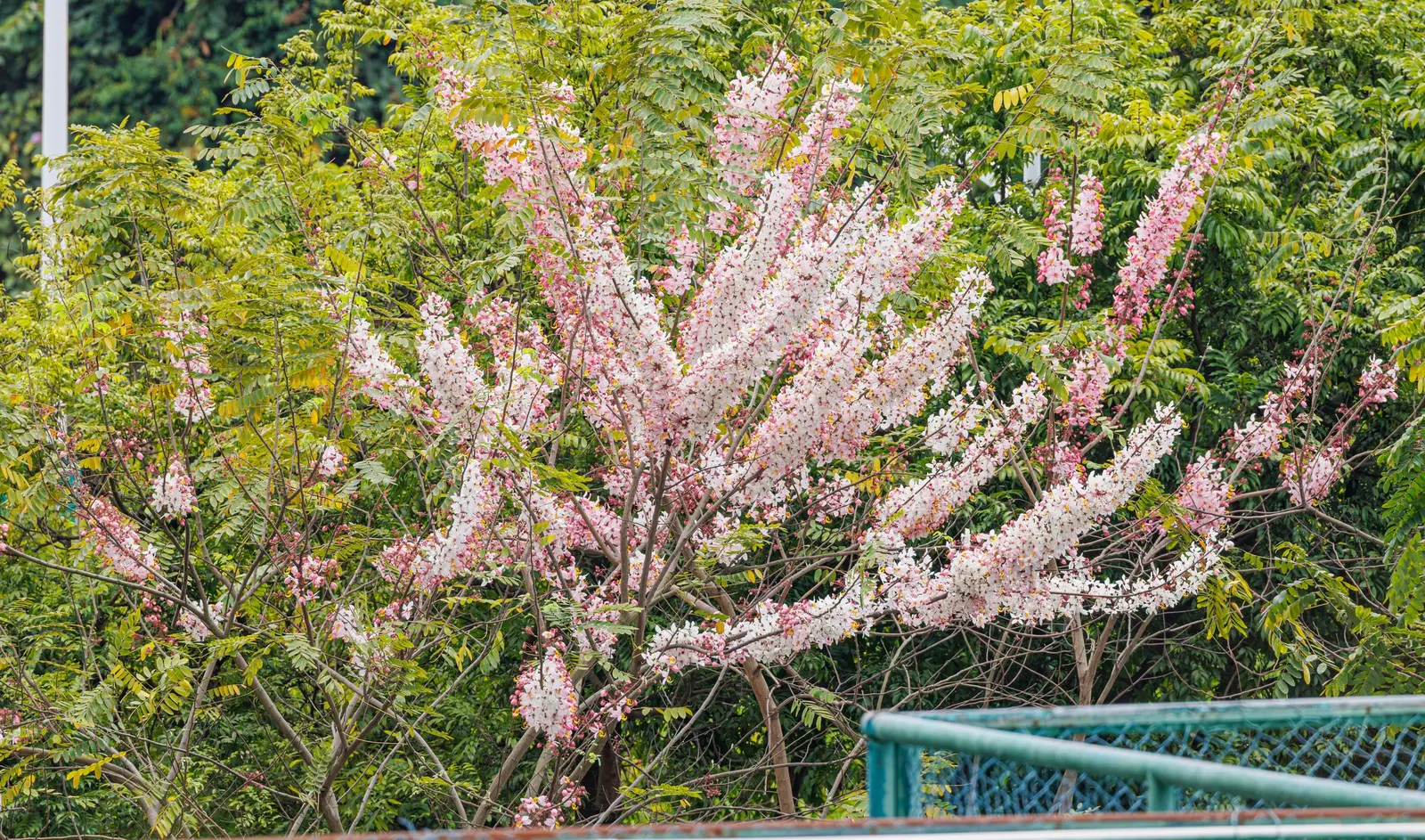 Pink Shower Tree (Cassia Bakeriana) — Prefers full sun and well-drained soil; it requires a site with full sun to partial shade and well-draining soil