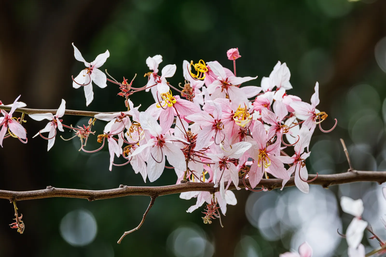 Pink Shower Tree (Cassia Bakeriana) — Prefers full sun and well-drained soil; it requires a site with full sun to partial shade and well-draining, image 59