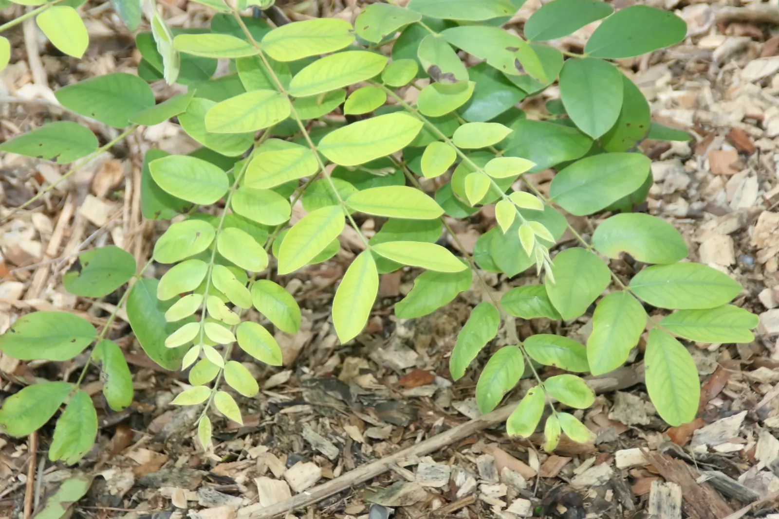 Pink Shower Tree (Cassia Bakeriana) — it requires a site with full sun to partial shade and well-draining soil; prefers full sun and well-drained, image 50