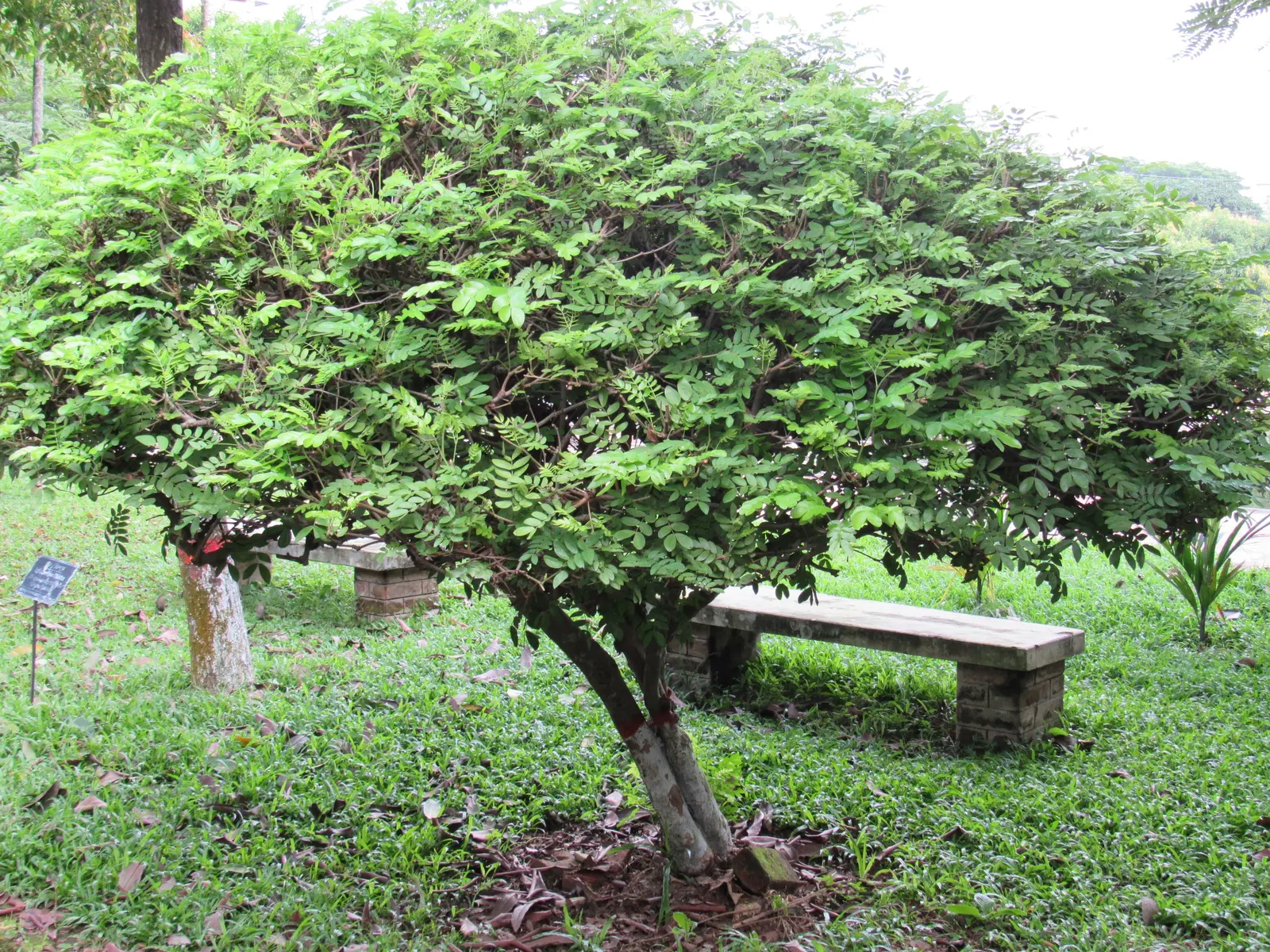 Pink Shower Tree (Cassia Bakeriana) — The tree is moderately tolerant to drought once established