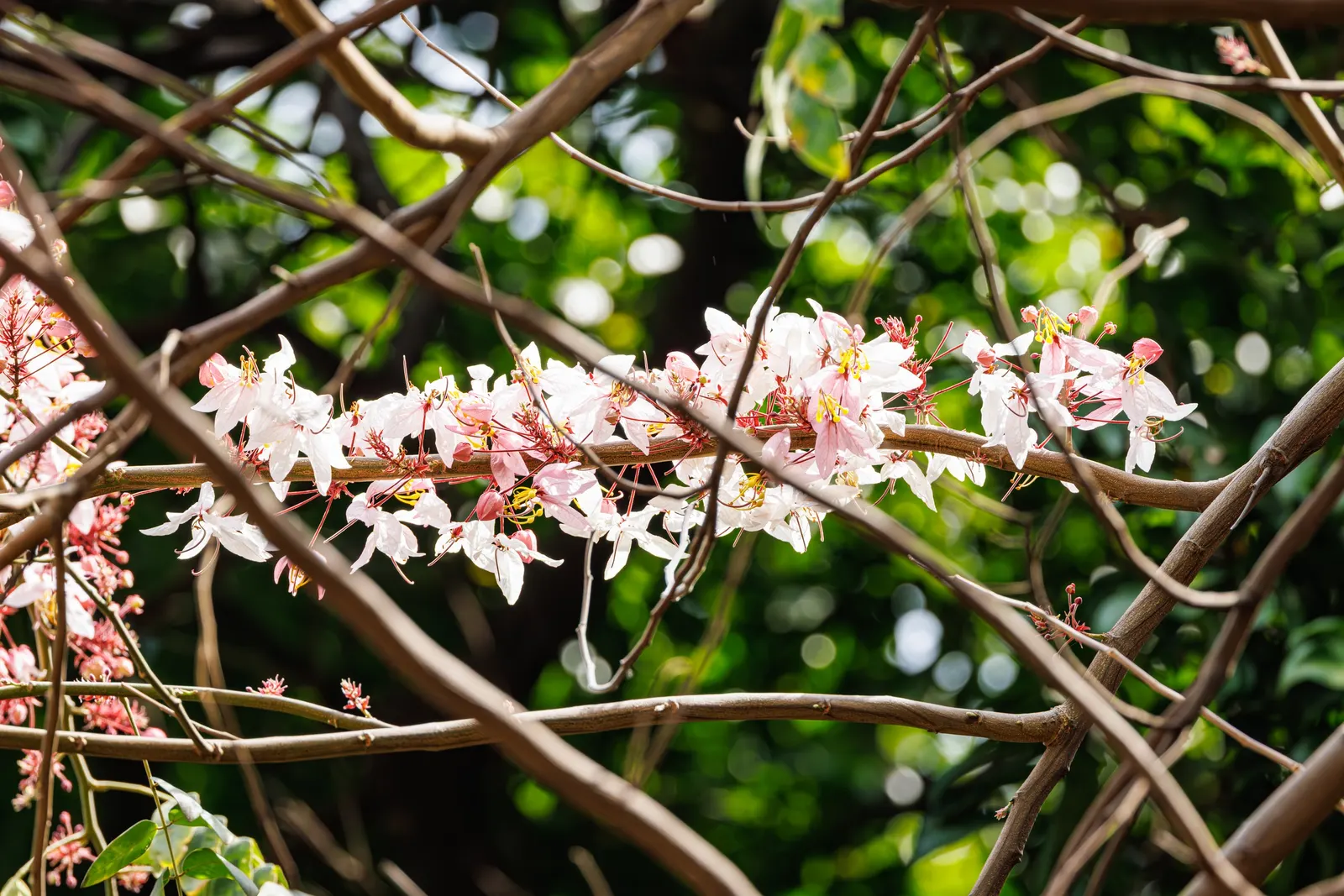 Pink Shower Tree (Cassia Bakeriana) — pink to lavender blossoms in late winter to early spring; umbrella-like form that provides pleasant shade, image 38