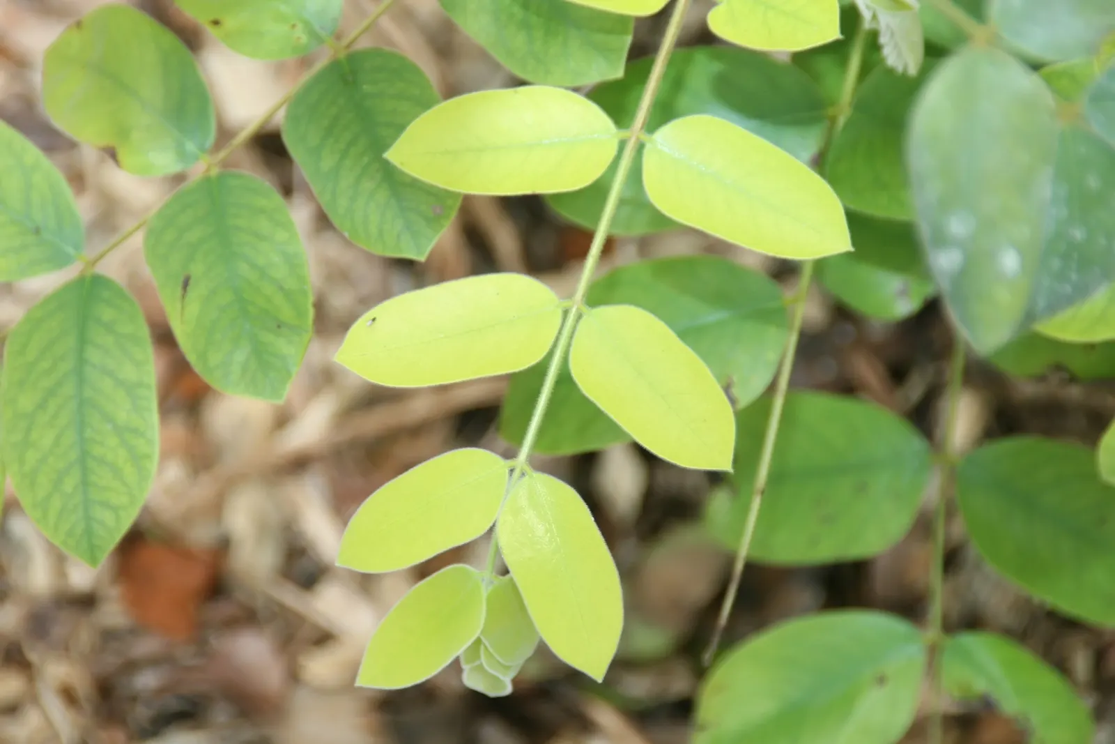 Pink Shower Tree (Cassia Bakeriana) — Prefers full sun and well-drained soil; it requires a site with full sun to partial shade and well-draining, image 41