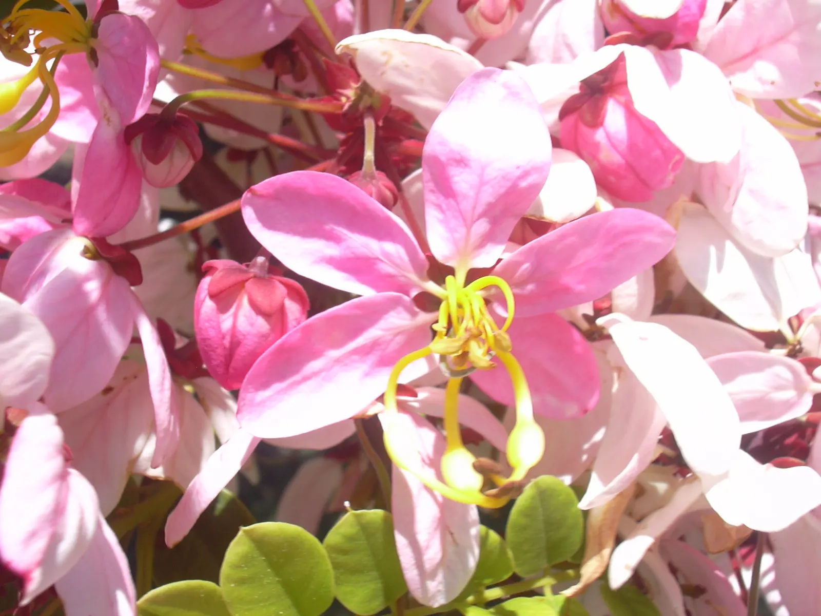 Pink Shower Tree (Cassia Bakeriana) — the Pink Shower Tree has a moderate growth rate and an elegantly spreading; imparting a lush green aesthetic, image 64