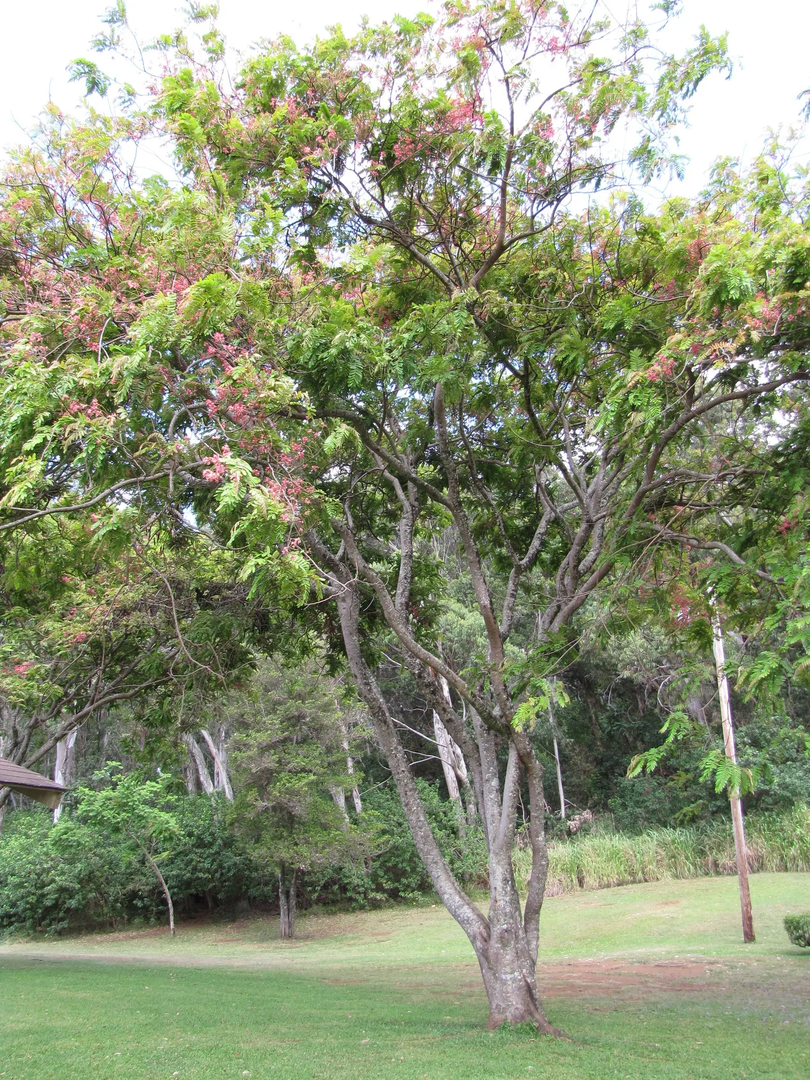 Pink Shower Tree (Cassia Bakeriana) — Its non-invasive root system makes it suitable for residential gardens or street planting; dazzles with clusters of