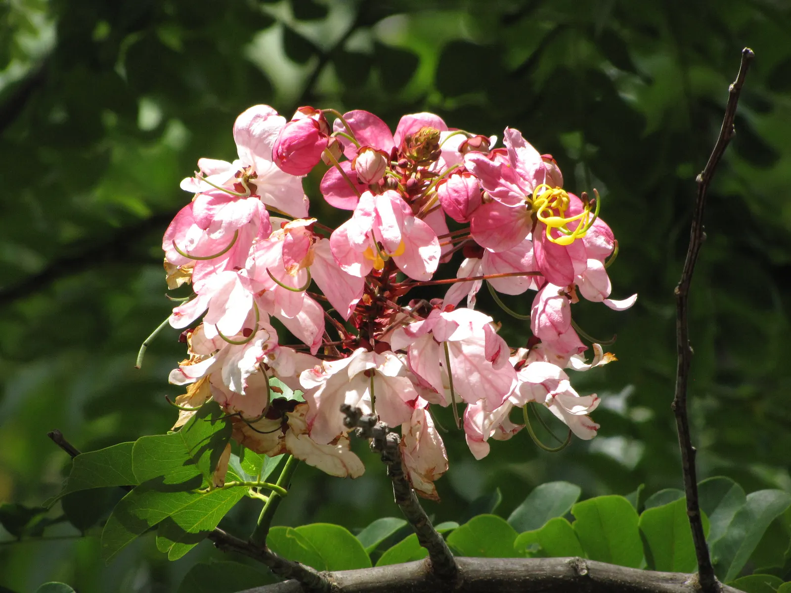 Pink Shower Tree (Cassia Bakeriana) — umbrella-like form that provides pleasant shade; pink to lavender blossoms in late winter to early spring, image 47