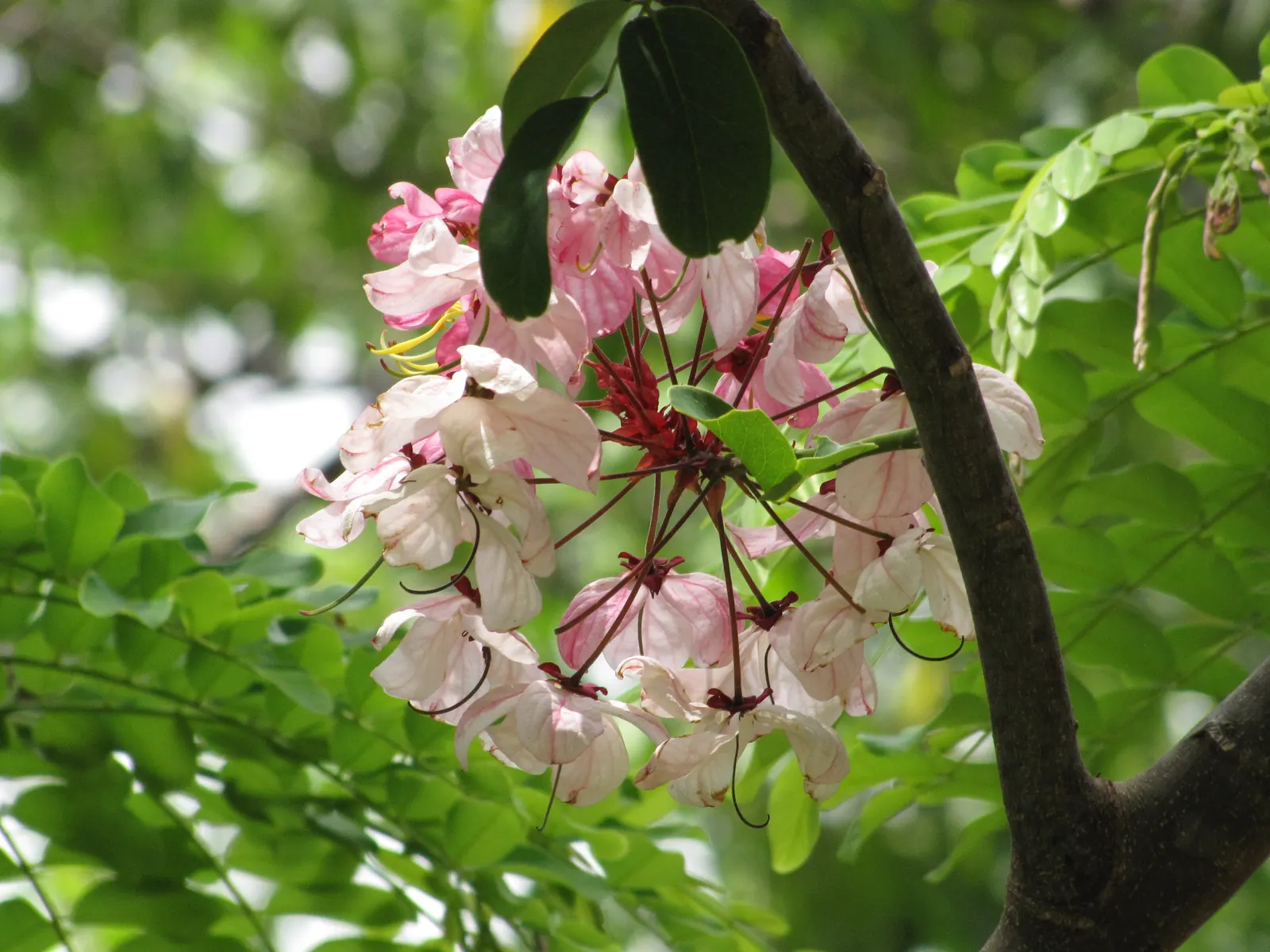 Pink Shower Tree (Cassia Bakeriana) — scientifically known as Cassia bakeriana; this semi-deciduous tree reaches up to 30-40 ft in height with a, image 78