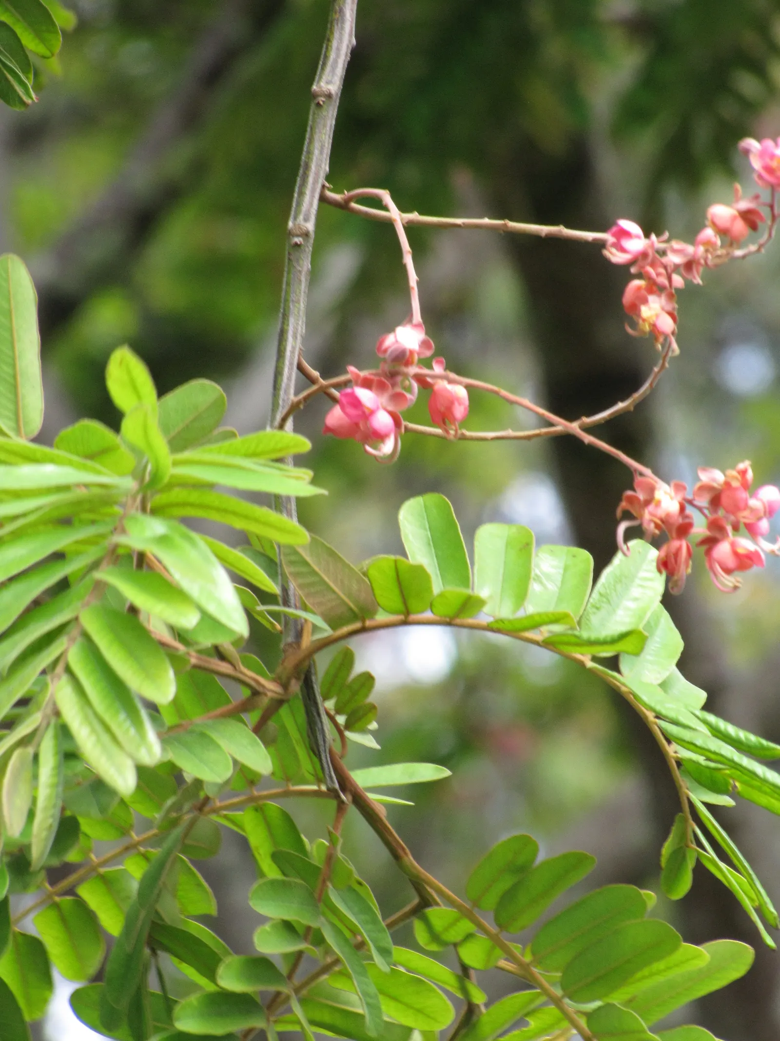 Pink Shower Tree (Cassia Bakeriana) — is a stunning ornamental species that can add spectacular visual appeal to any landscape design; the Pink Shower Tree has