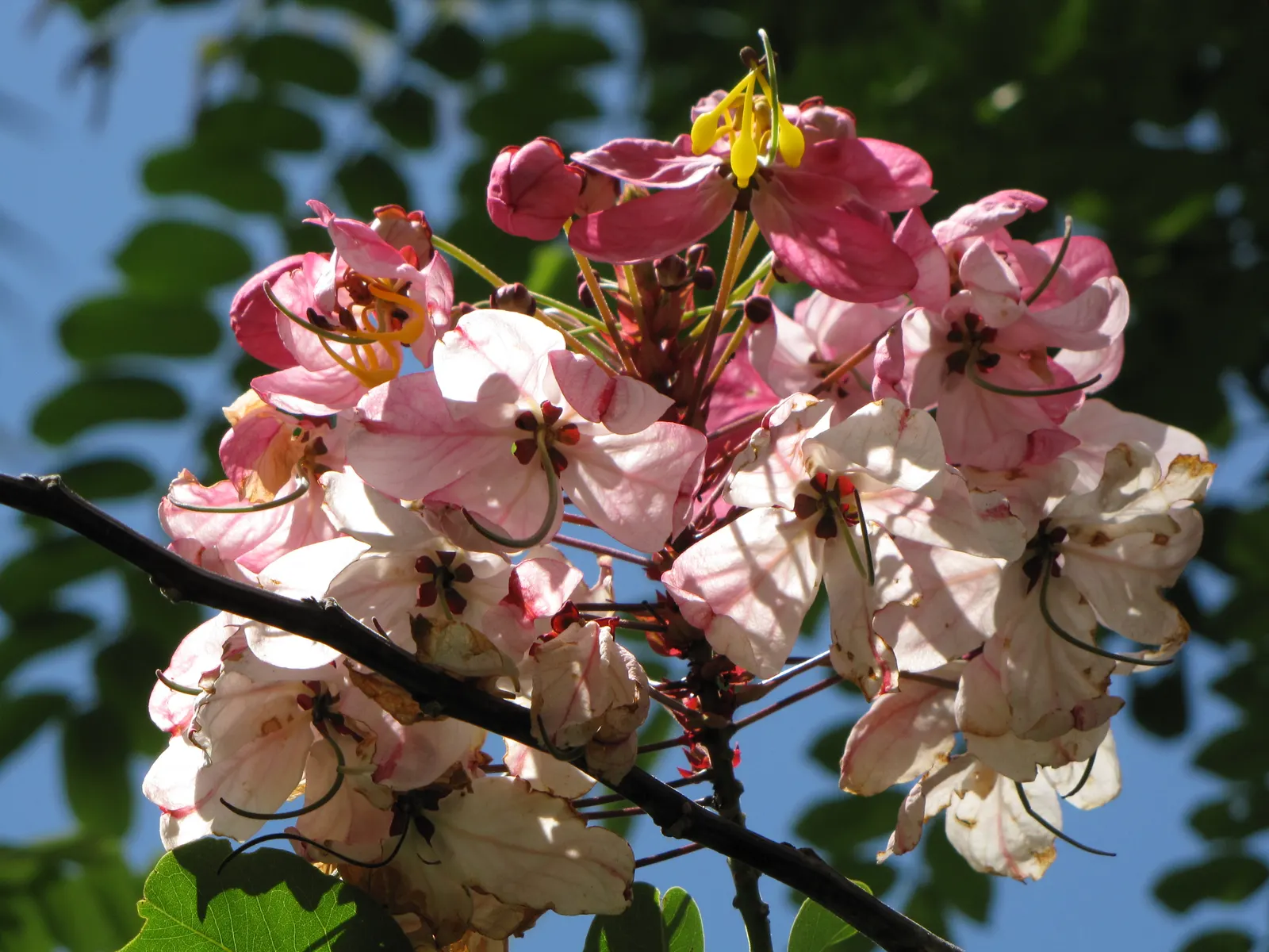 Pink Shower Tree (Cassia Bakeriana) — dazzles with clusters of fragrant