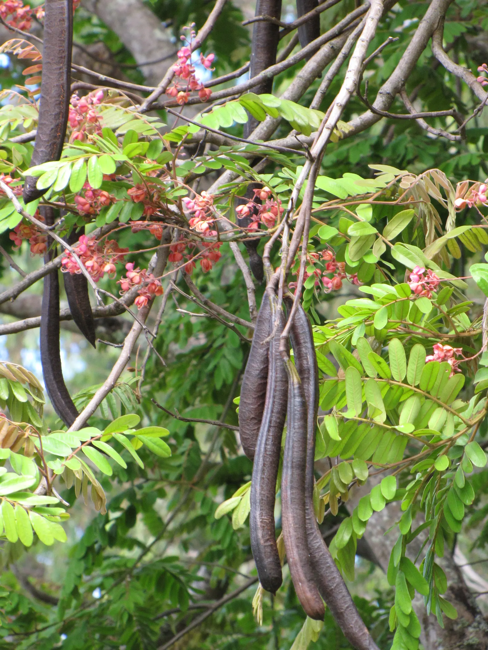 Pink Shower Tree (Cassia Bakeriana) — pink to lavender blossoms in late winter to early spring; umbrella-like form that provides pleasant shade, image 56