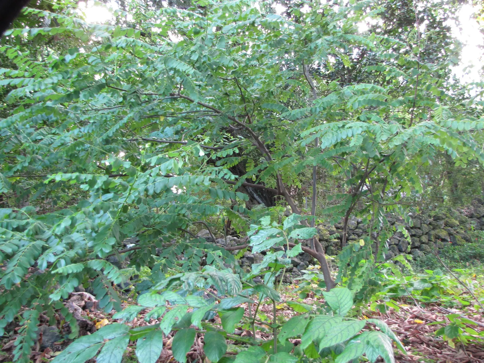 Pink Shower Tree (Cassia Bakeriana) — Prefers full sun and well-drained soil; it requires a site with full sun to partial shade and well-draining, image 77