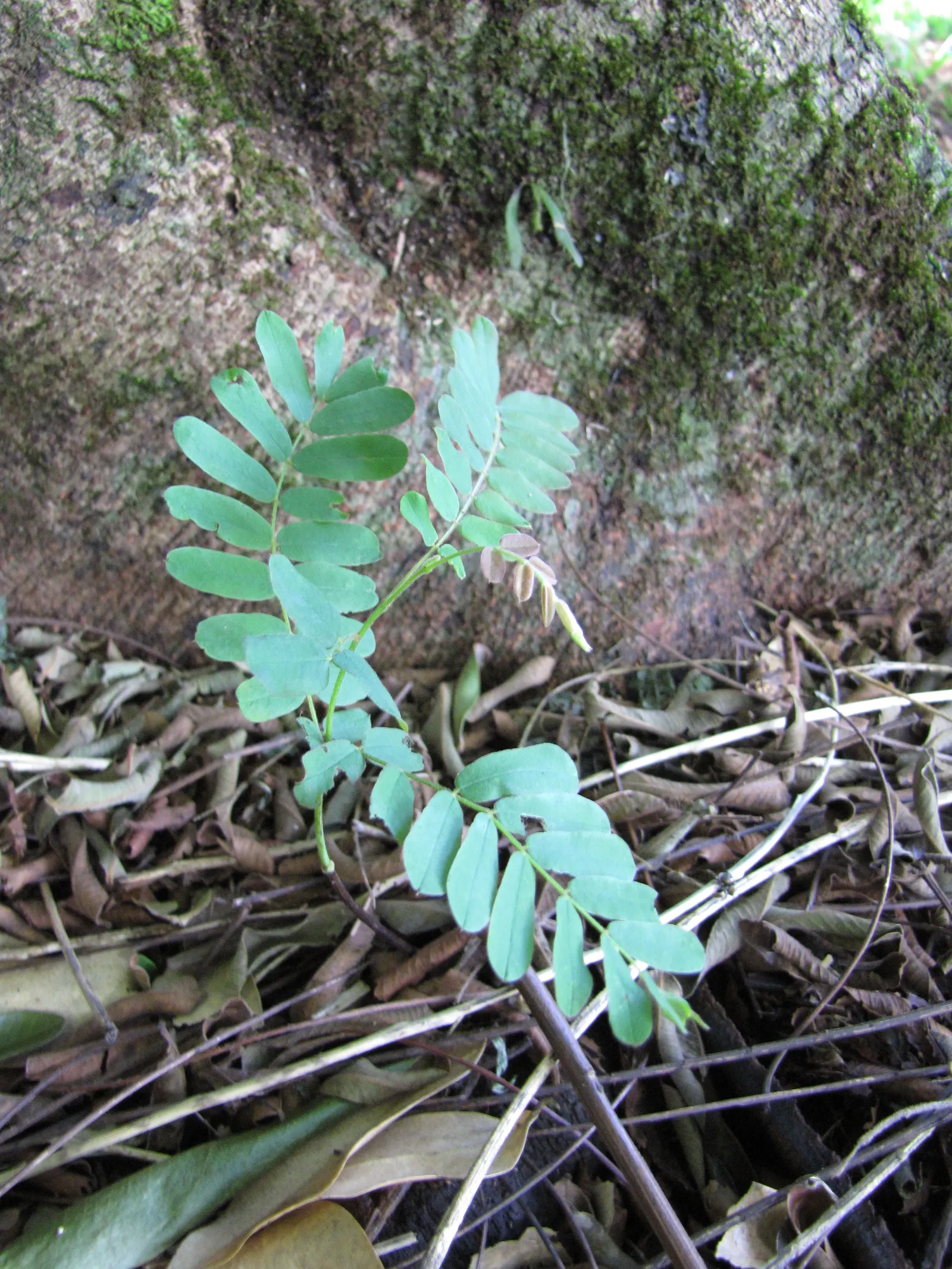 Pink Shower Tree (Cassia Bakeriana) — scientifically known as Cassia bakeriana