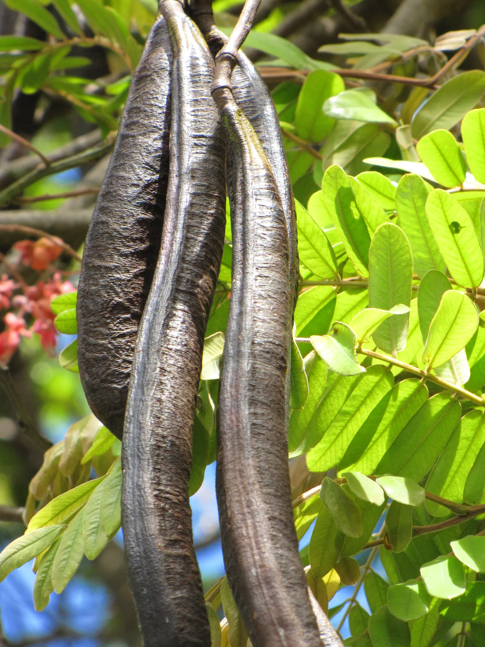 Pink Shower Tree (Cassia Bakeriana) — This semi-deciduous tree reaches up to 30-40 ft in height with a spread of 20-30 ft