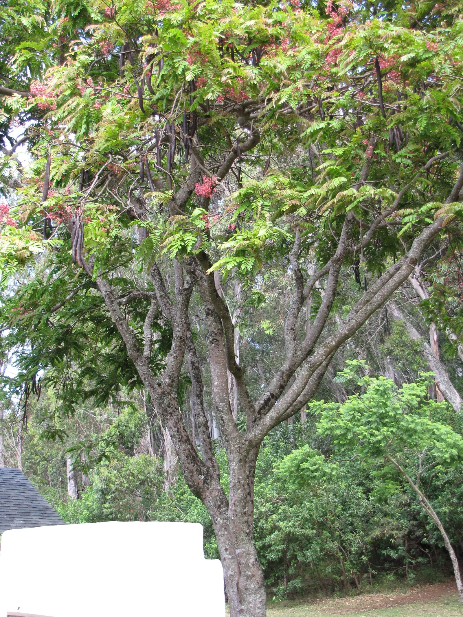 Pink Shower Tree (Cassia Bakeriana) — imparting a lush green aesthetic throughout the growing season.<br><br>For optimal growth; its non-invasive, image 49