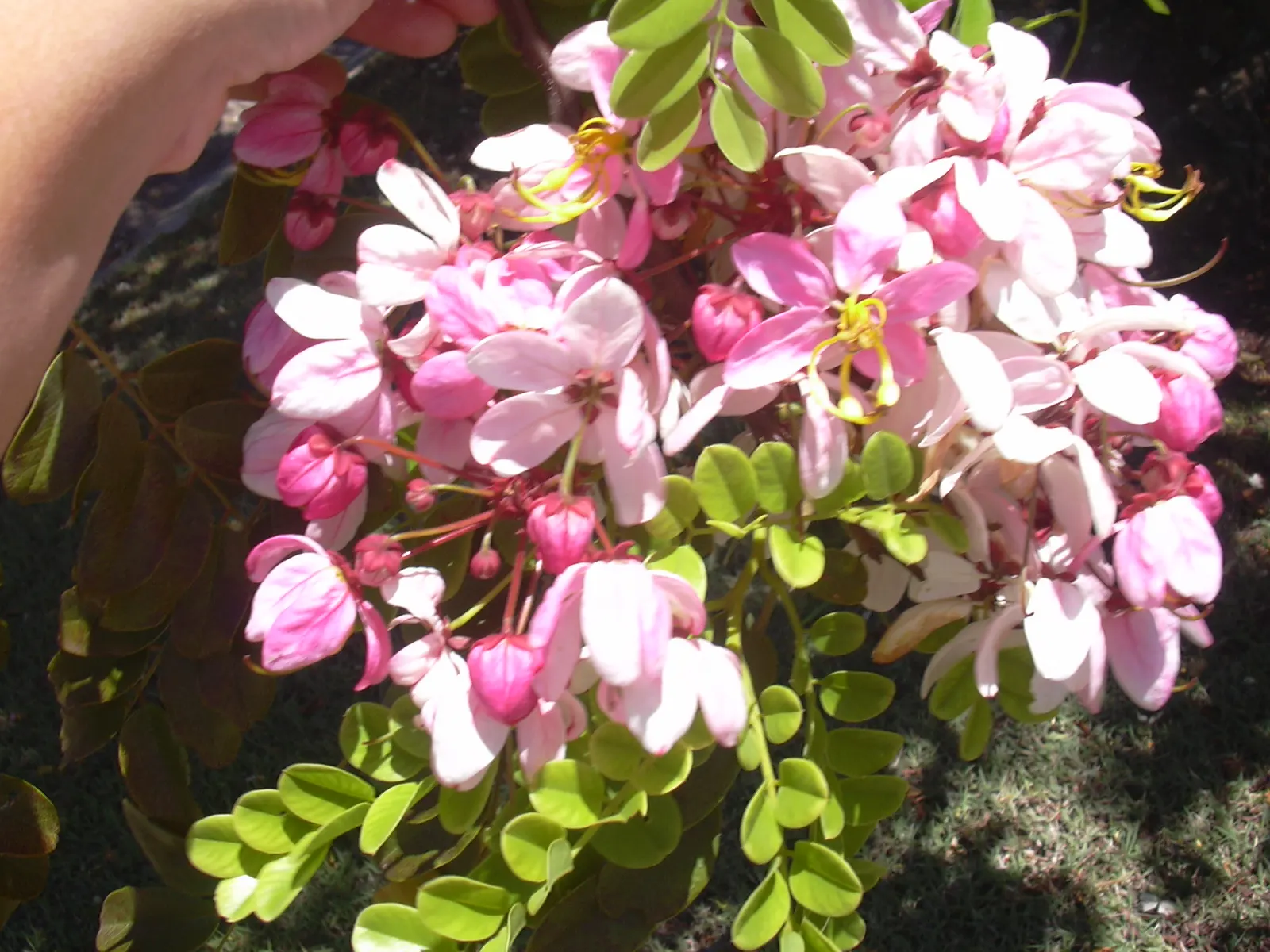 Pink Shower Tree (Cassia Bakeriana) — umbrella-like form that provides pleasant shade