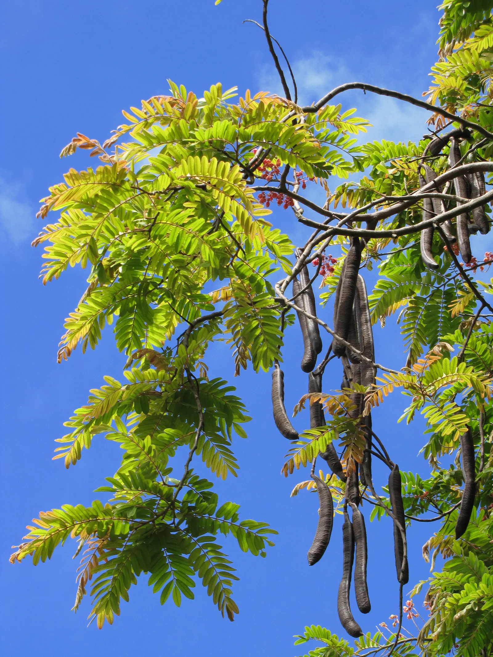Pink Shower Tree (Cassia Bakeriana) — dazzles with clusters of fragrant; its umbrella-like canopy offers dappled shade, making it ideal for, image 37