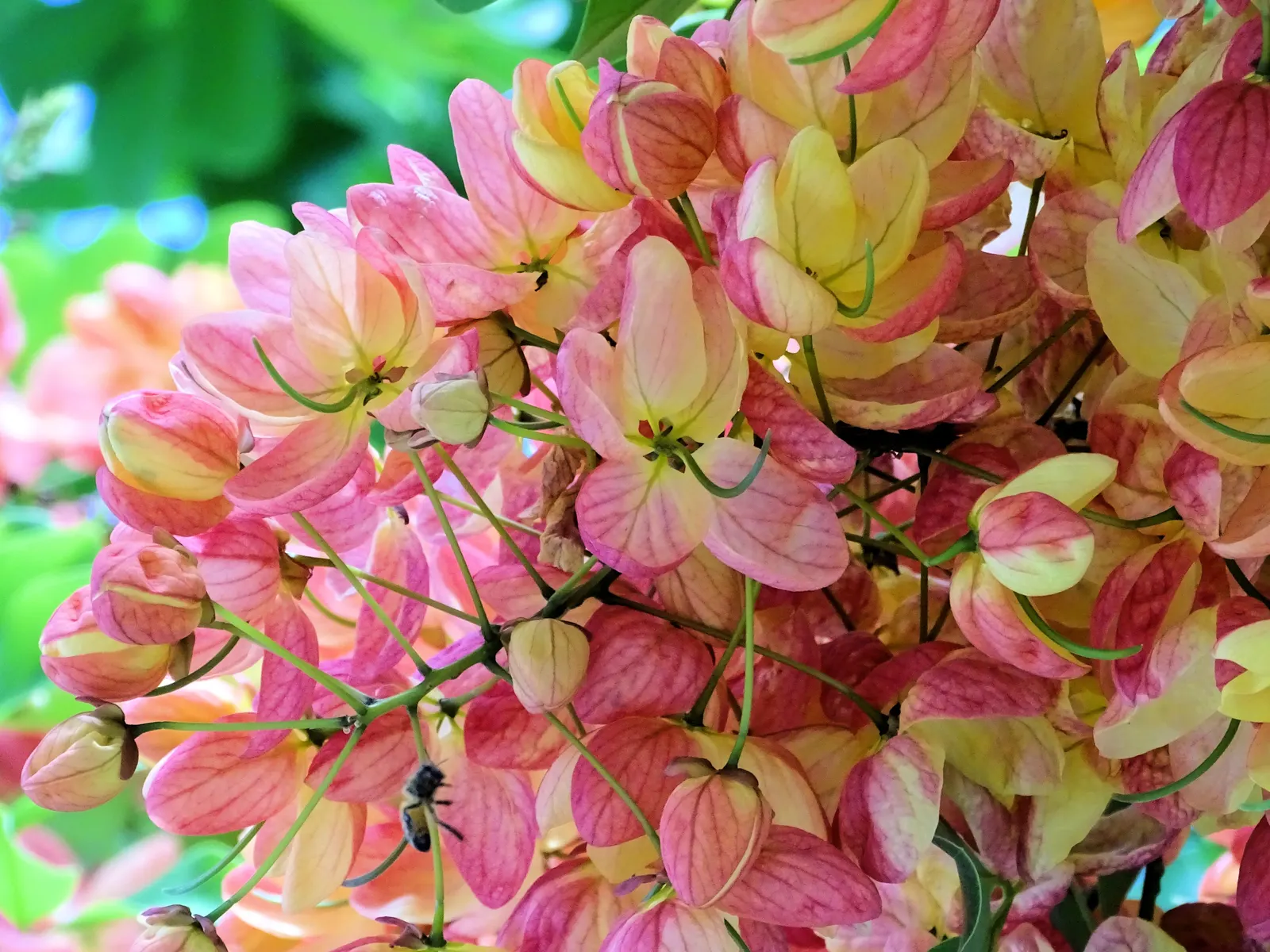 Pink Shower Tree (Cassia Bakeriana) — it requires a site with full sun to partial shade and well-draining soil