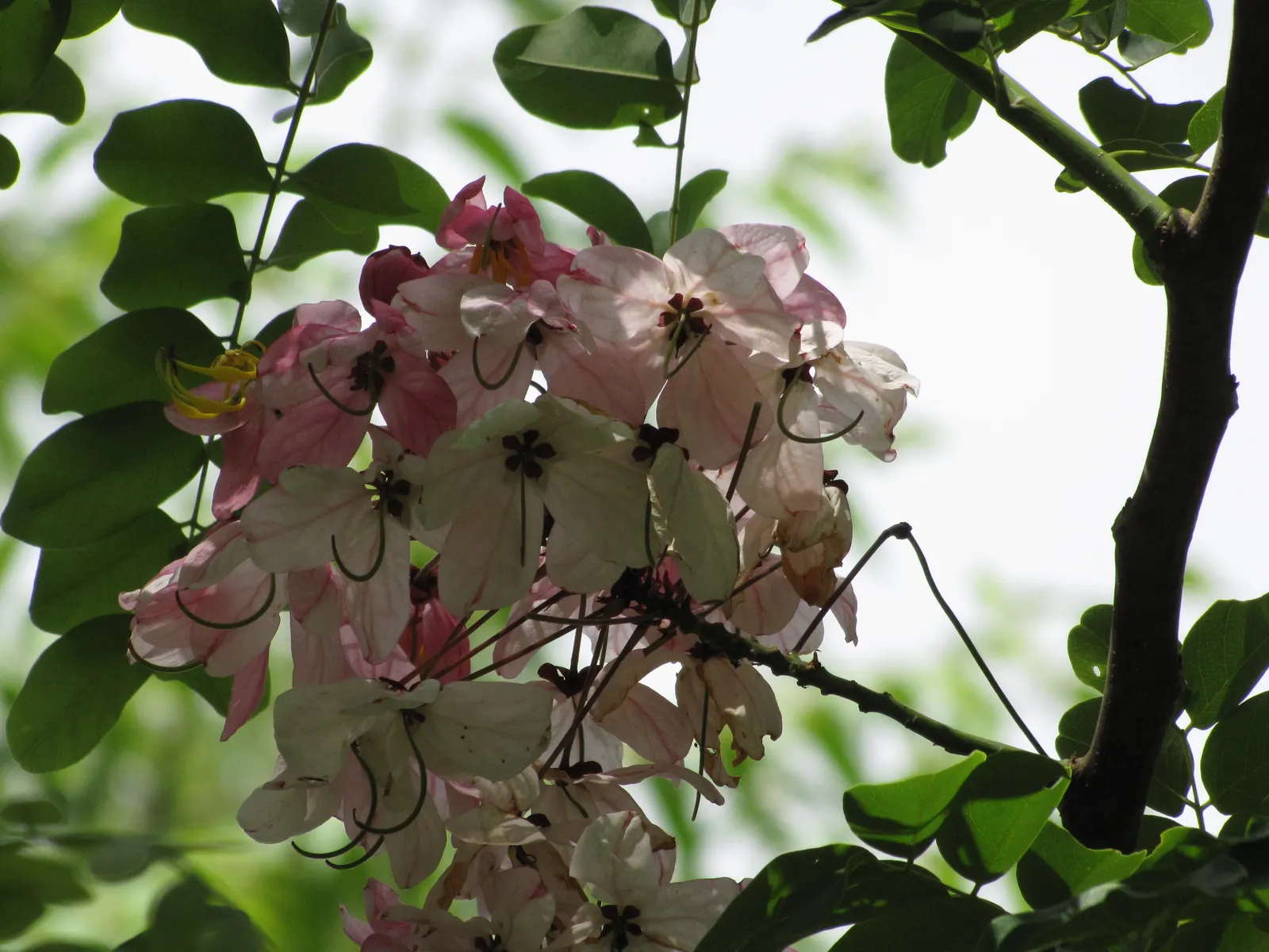 Pink Shower Tree (Cassia Bakeriana) — is a stunning ornamental species that can add spectacular visual appeal to any landscape design; the Pink, image 43