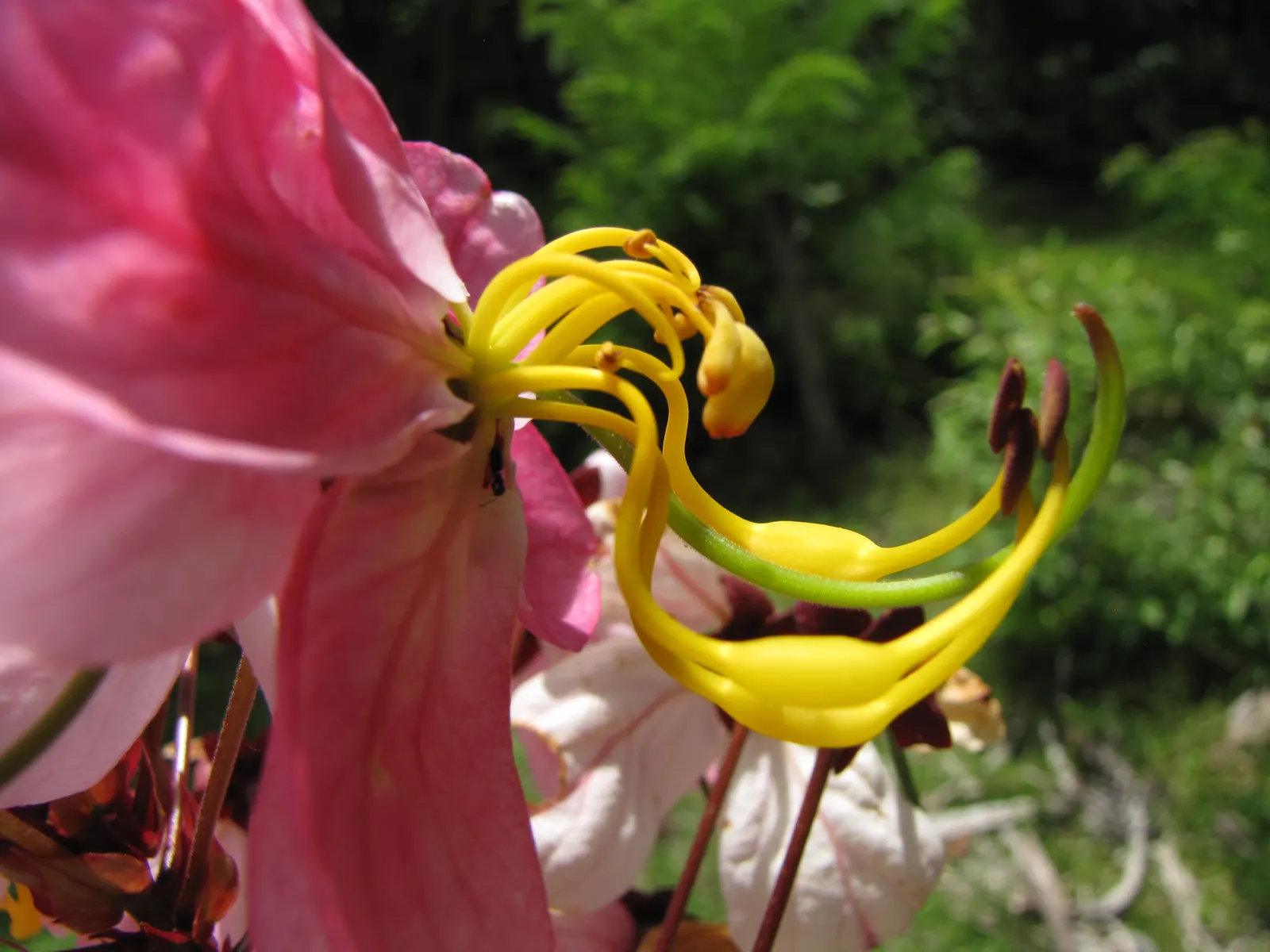 Pink Shower Tree (Cassia Bakeriana) — This semi-deciduous tree reaches up to 30-40 ft in height with a spread of 20-30 ft; tree for full, image 57