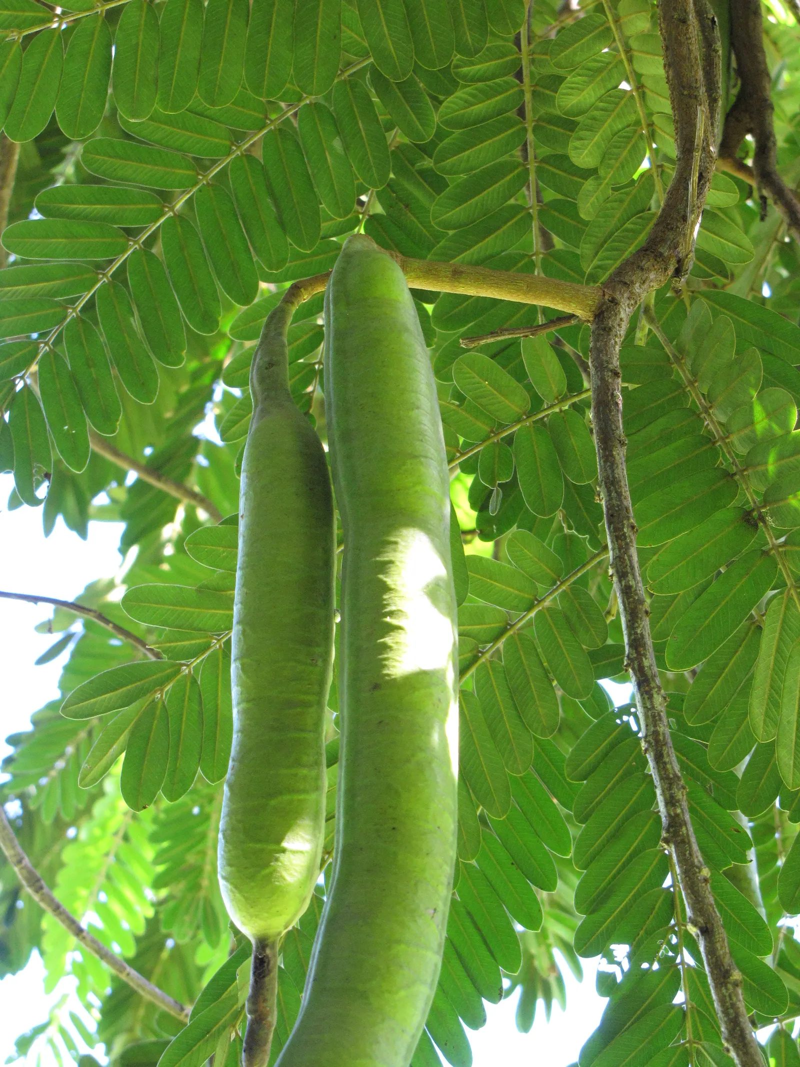 Pink Shower Tree (Cassia Bakeriana) — Its non-invasive root system makes it suitable for residential gardens or street planting; dazzles with, image 52