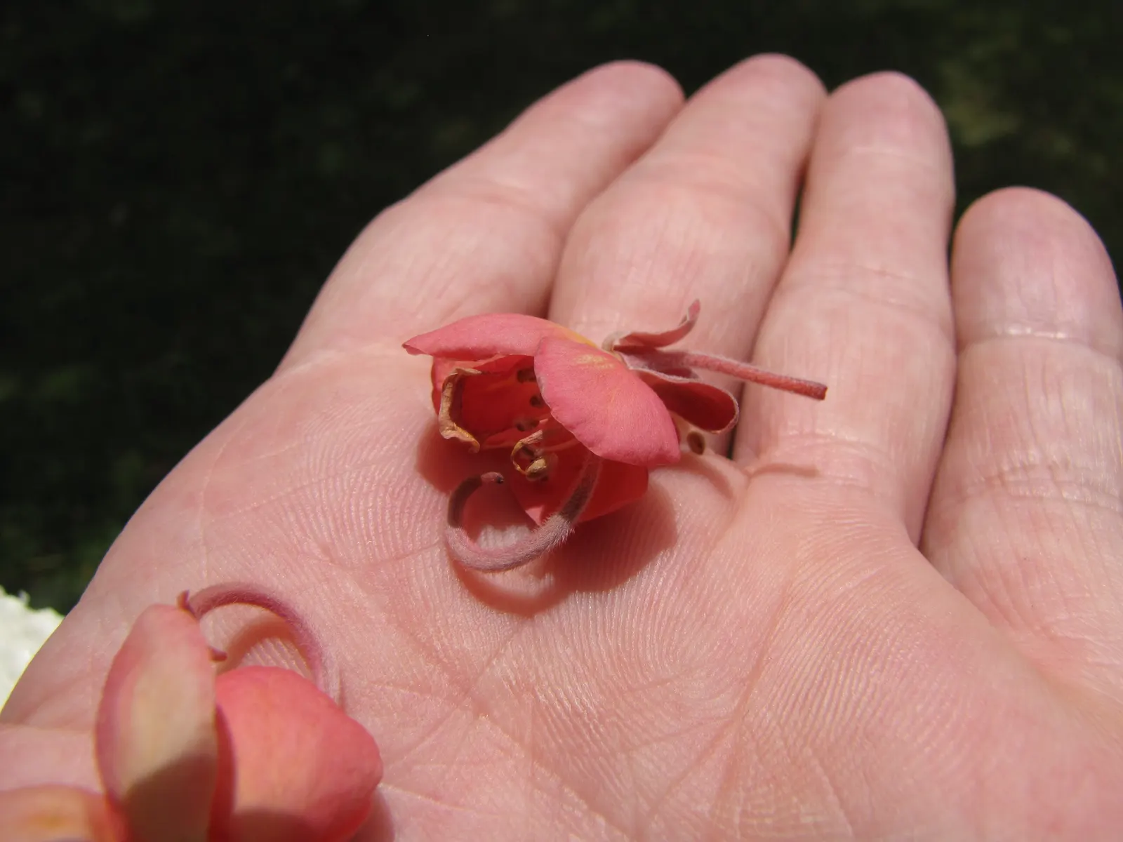Pink Shower Tree (Cassia Bakeriana) — This semi-deciduous tree reaches up to 30-40 ft in height with a spread of 20-30 ft; tree for full, image 39