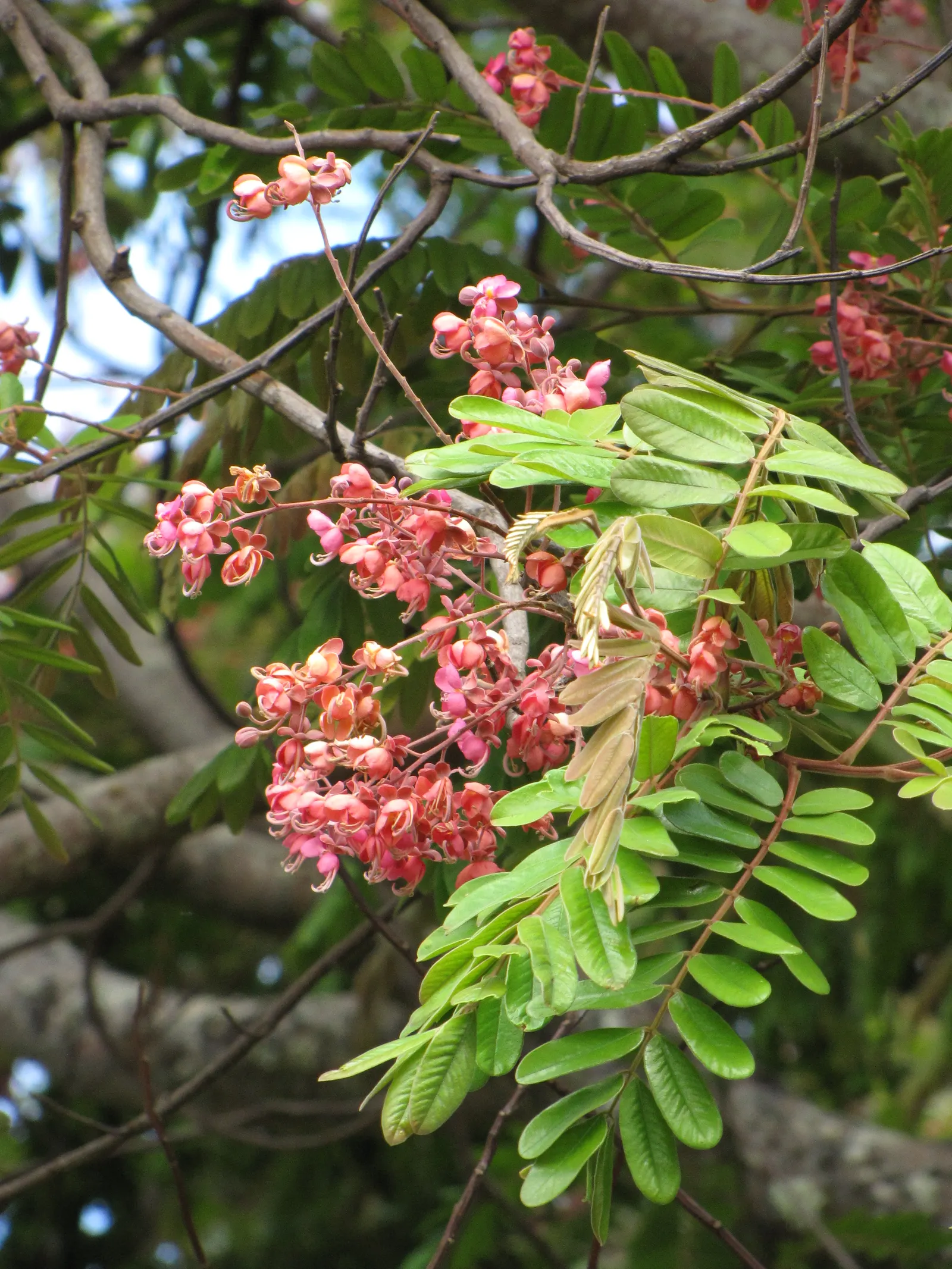 Pink Shower Tree (Cassia Bakeriana) — umbrella-like form that provides pleasant shade; pink to lavender blossoms in late winter to early spring, image 65