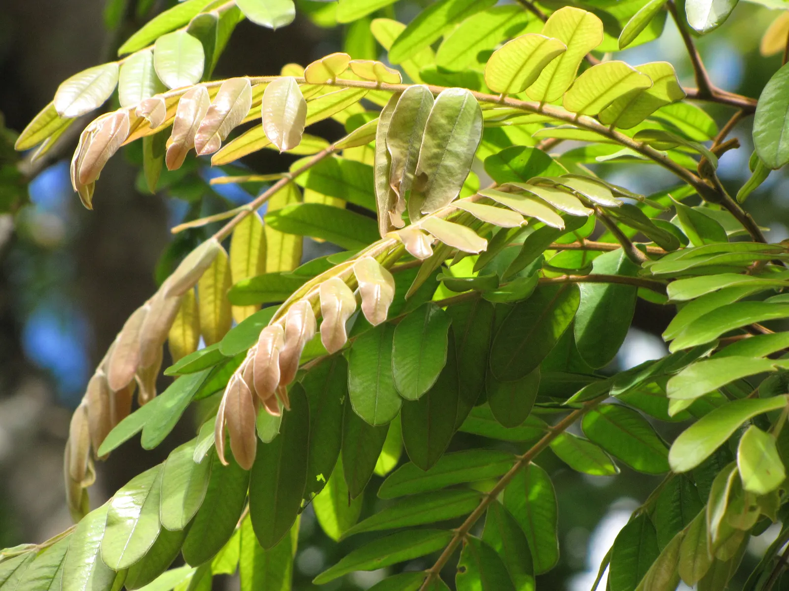 Pink Shower Tree (Cassia Bakeriana) — scientifically known as Cassia bakeriana; this semi-deciduous tree reaches up to 30-40 ft in height with a, image 42
