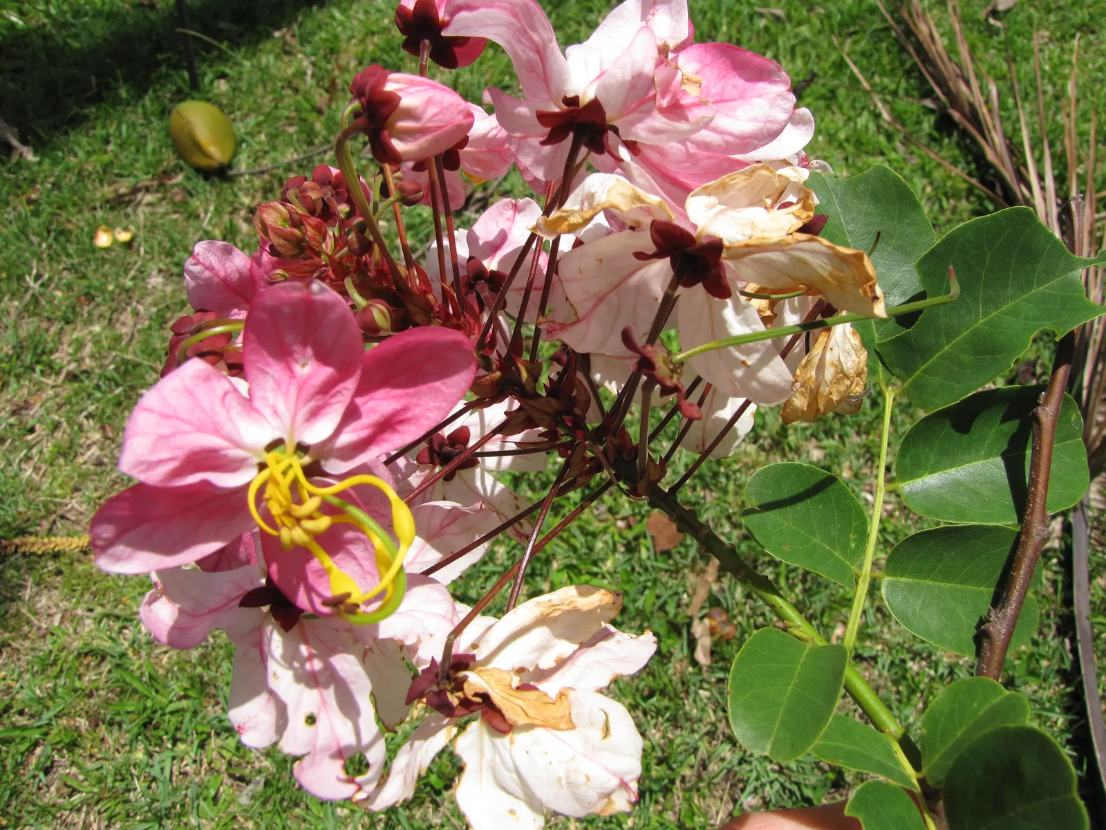 Pink Shower Tree (Cassia Bakeriana) — Its compound leaves are up to 15 to 20 inches long; which are typically around 1 to 2 inches in size, image 66