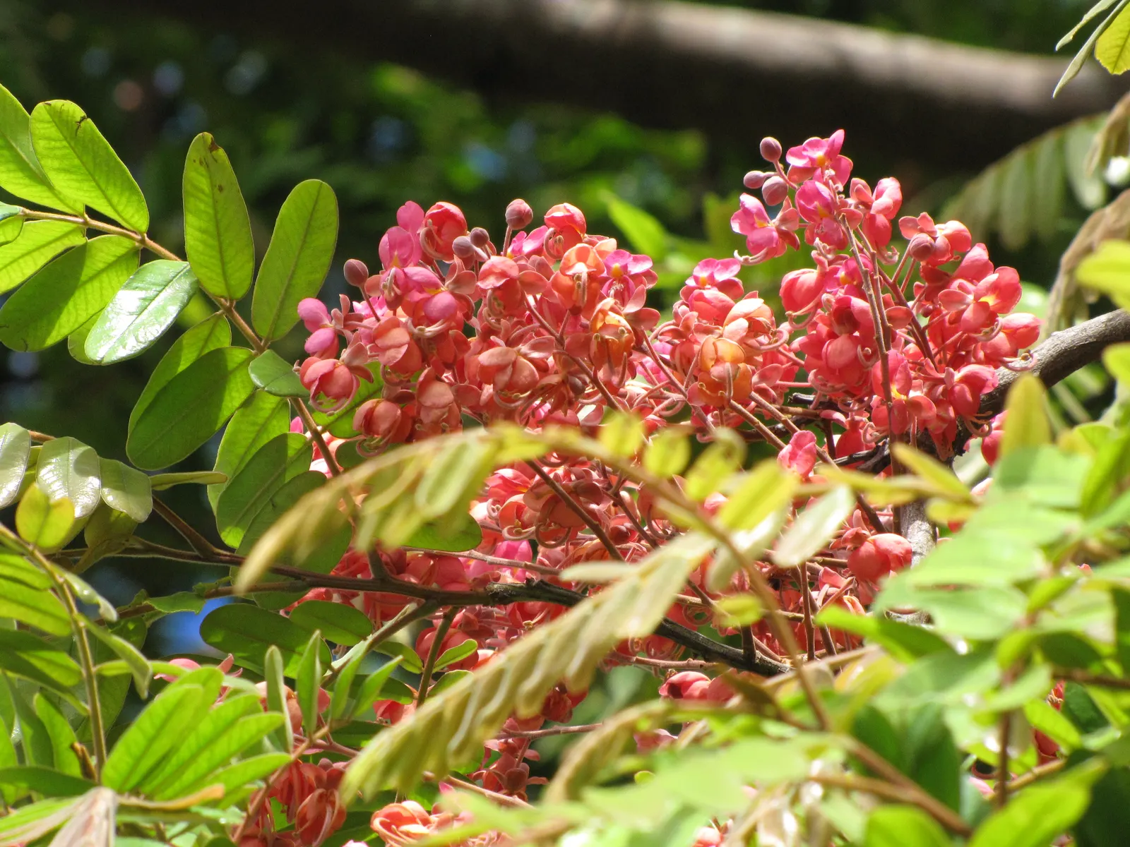 Pink Shower Tree (Cassia Bakeriana) — dazzles with clusters of fragrant; its umbrella-like canopy offers dappled shade, making it ideal for, image 73