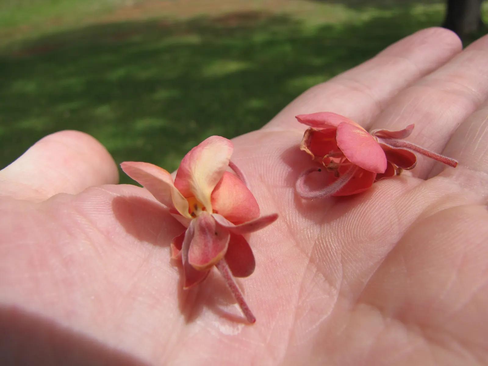 Pink Shower Tree (Cassia Bakeriana) — tree for full