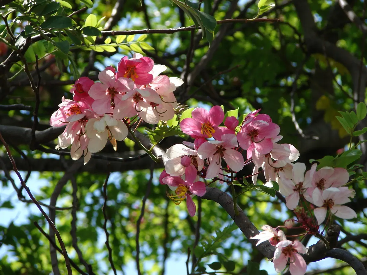 Pink Shower Tree (Cassia Bakeriana) — scientifically known as Cassia bakeriana; this semi-deciduous tree reaches up to 30-40 ft in height with a spread of