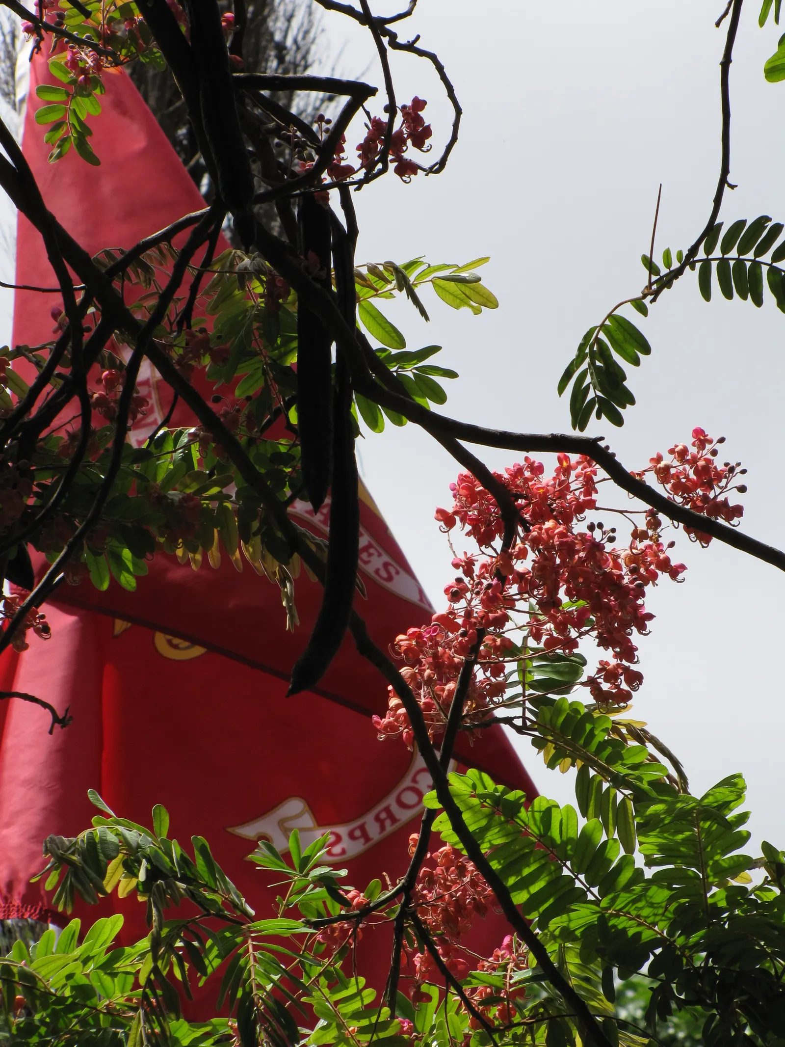 Pink Shower Tree (Cassia Bakeriana) — it requires a site with full sun to partial shade and well-draining soil; prefers full sun and well-drained, image 68