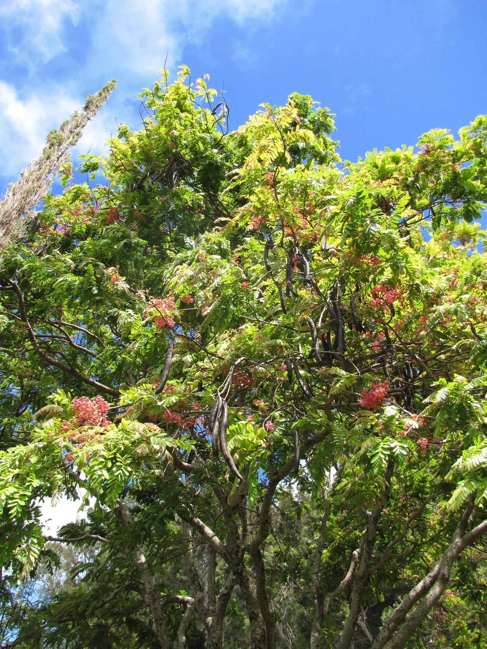 Pink Shower Tree (Cassia Bakeriana) — The tree is moderately tolerant to drought once established; its compound leaves are up to 15 to 20 inches, image 51