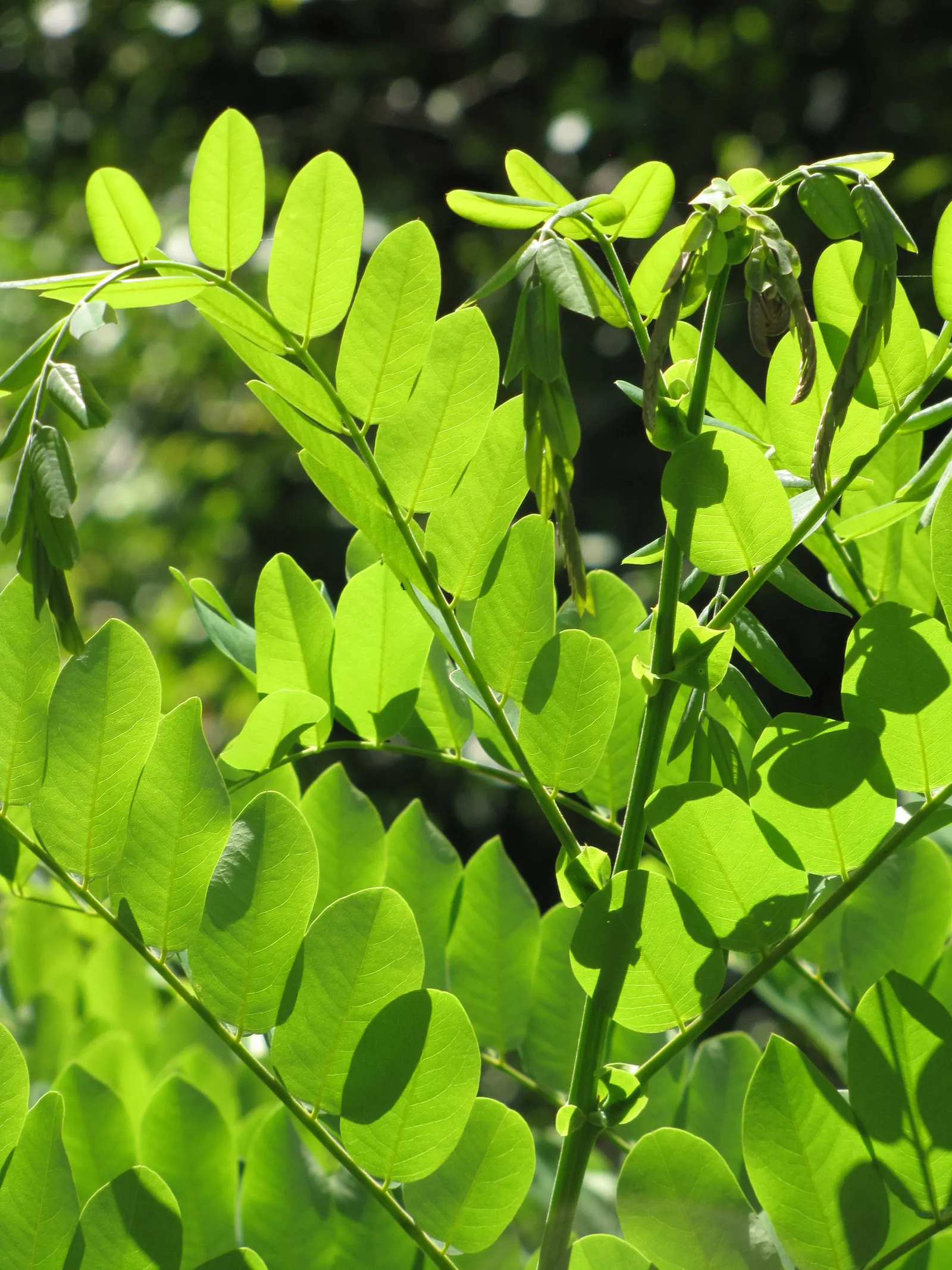 Pink Shower Tree (Cassia Bakeriana) — imparting a lush green aesthetic throughout the growing season.<br><br>For optimal growth