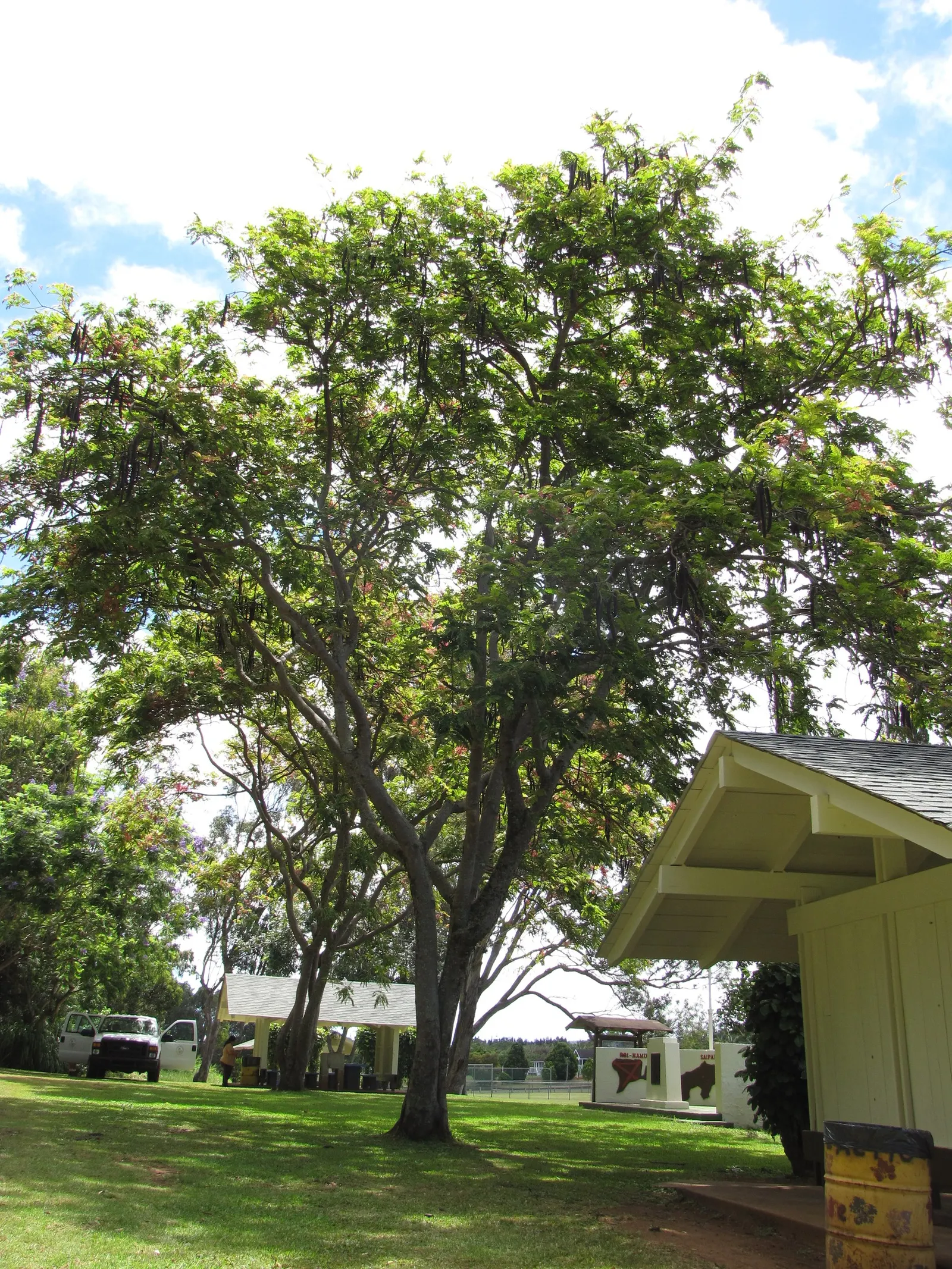 Pink Shower Tree (Cassia Bakeriana) — Its non-invasive root system makes it suitable for residential gardens or street planting; dazzles with, image 70