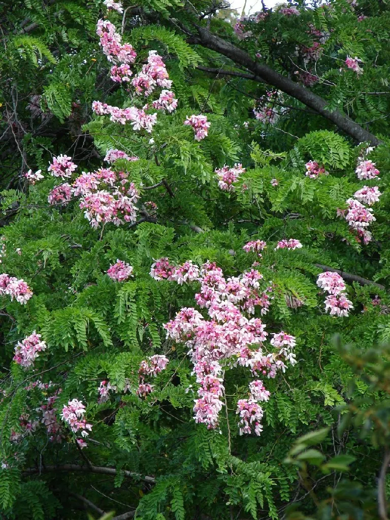 Pink Shower Tree (Cassia Bakeriana) — it requires a site with full sun to partial shade and well-draining soil; prefers full sun and well-drained soil