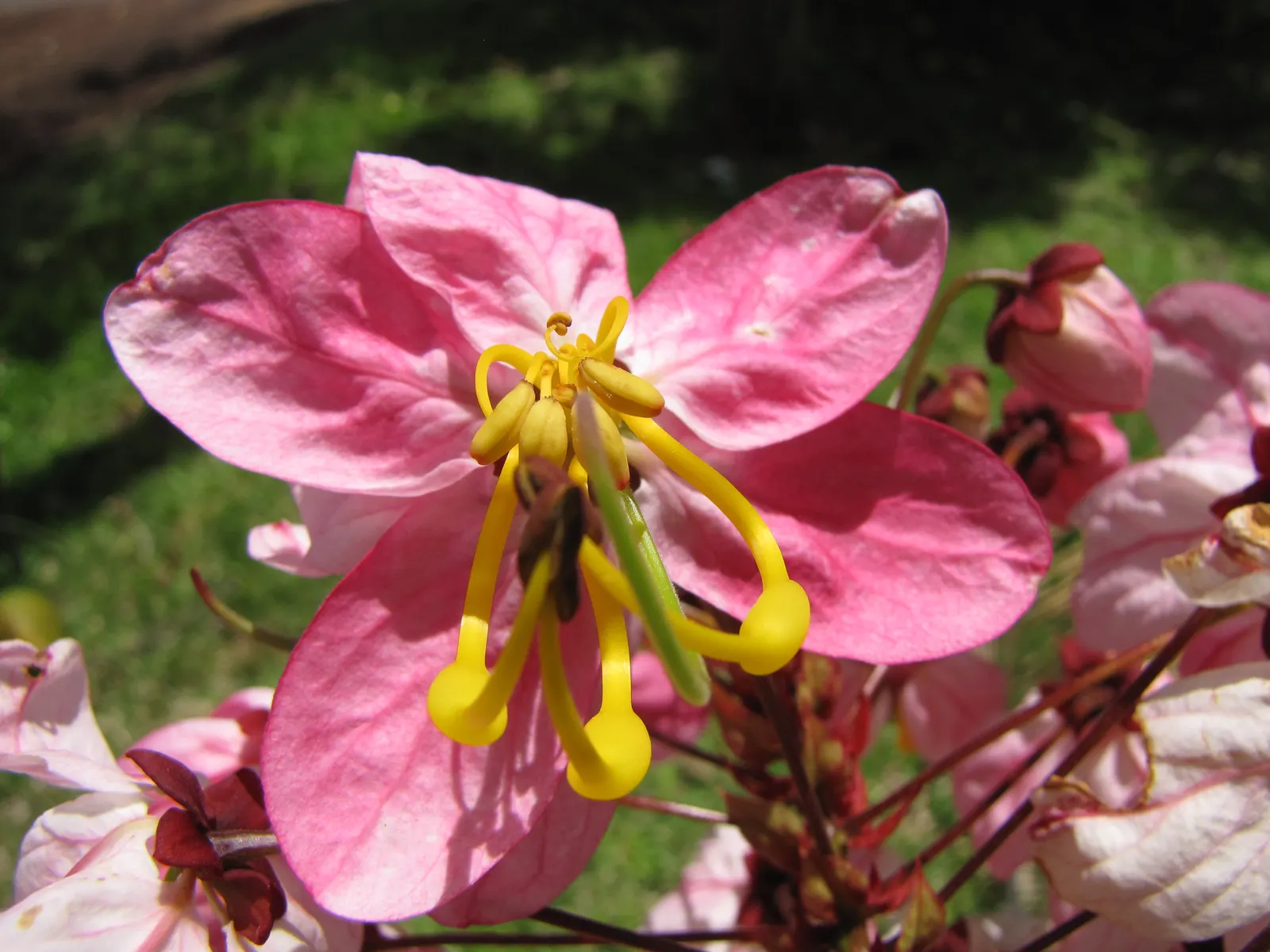 Pink Shower Tree (Cassia Bakeriana) — pink flowers which bloom profusely during its flowering season in late winter to early spring; while it is relatively