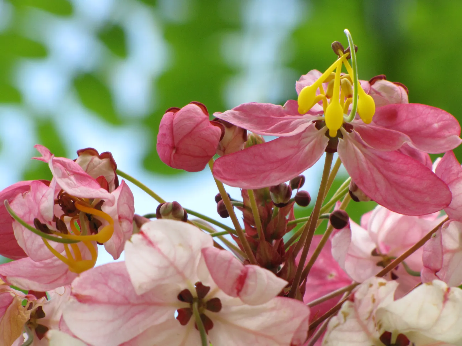 Pink Shower Tree (Cassia Bakeriana) — While it is relatively low-maintenance; pink flowers which bloom profusely during its flowering season in late winter to
