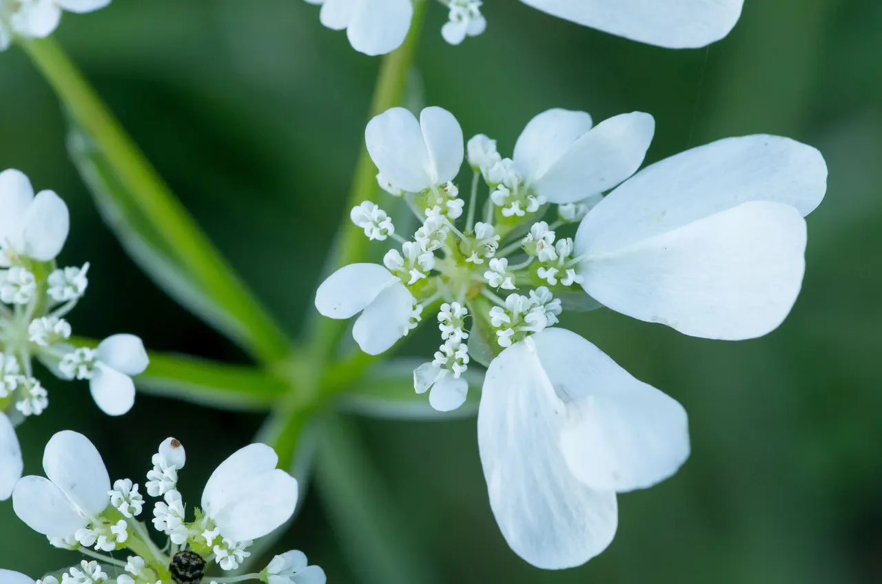 White Lace Flower (Orlaya Grandiflora) — annual for full or half