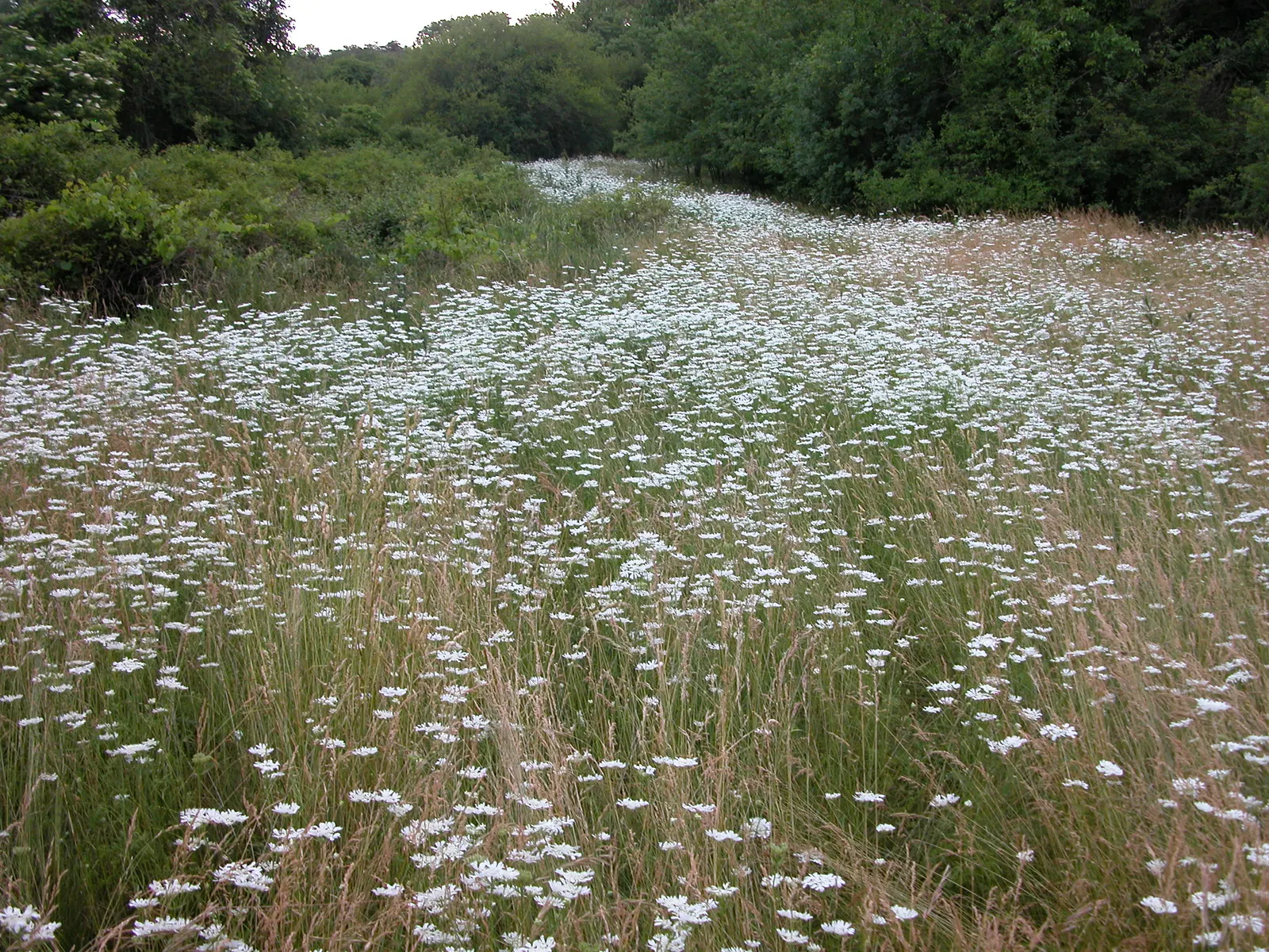 White Lace Flower (Orlaya Grandiflora) — it makes an excellent filler in garden borders and cut flower arrangements