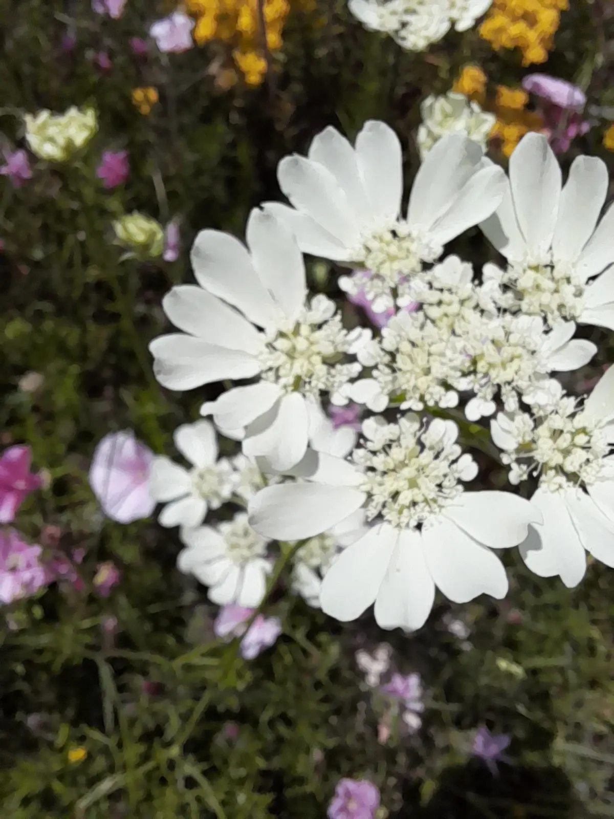 White Lace Flower (Orlaya Grandiflora) — lacey flowers which burst forth in the late spring to early summer months; the White Lace Flower exhibits superb vase