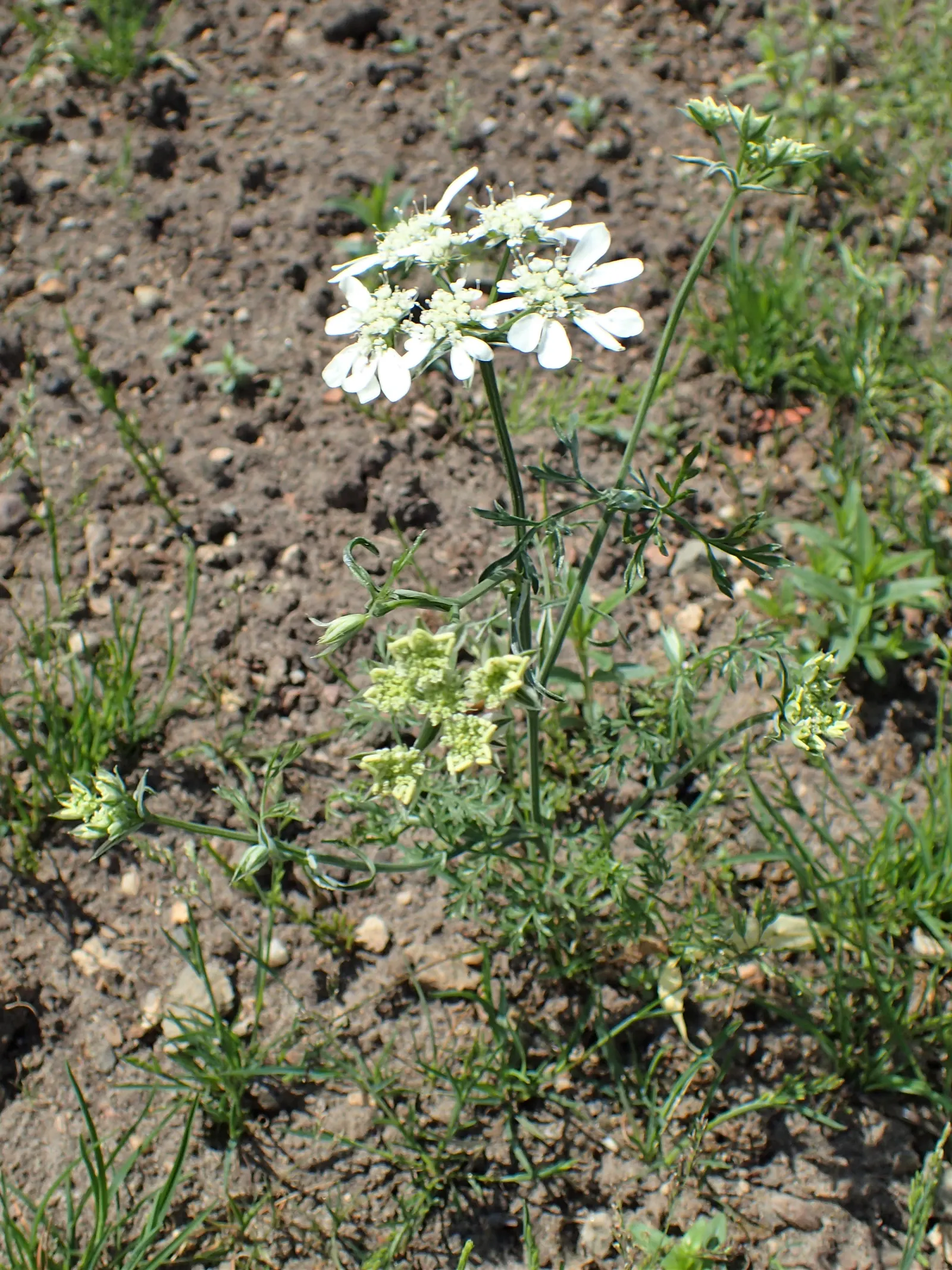 White Lace Flower (Orlaya Grandiflora) — fern-like foliage and striking umbels of pure white