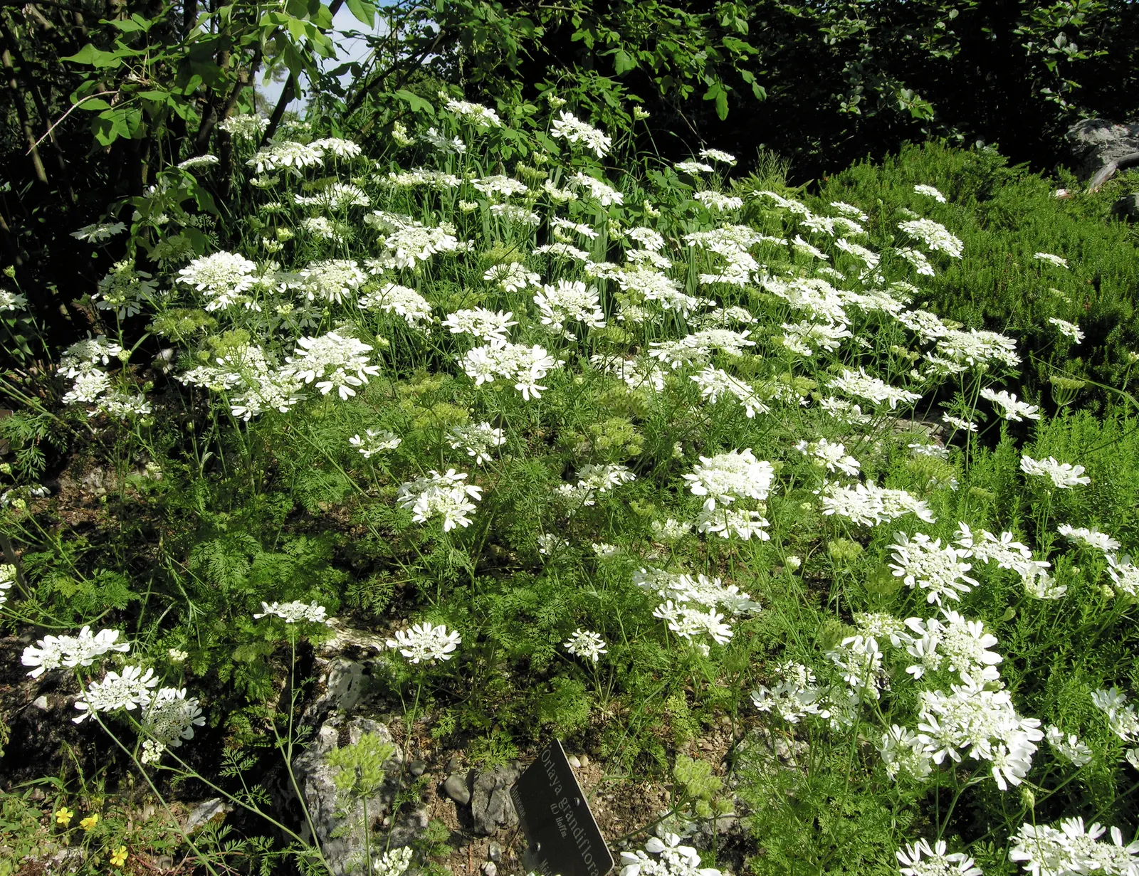 White Lace Flower (Orlaya Grandiflora) — making it a coveted choice for cut flower arrangements.<br><br>For gardeners and landscape designers