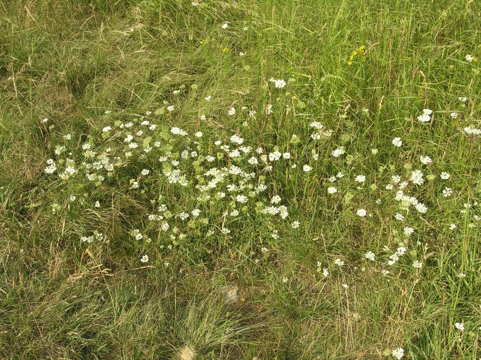 White Lace Flower (Orlaya Grandiflora) — annual with white blooms