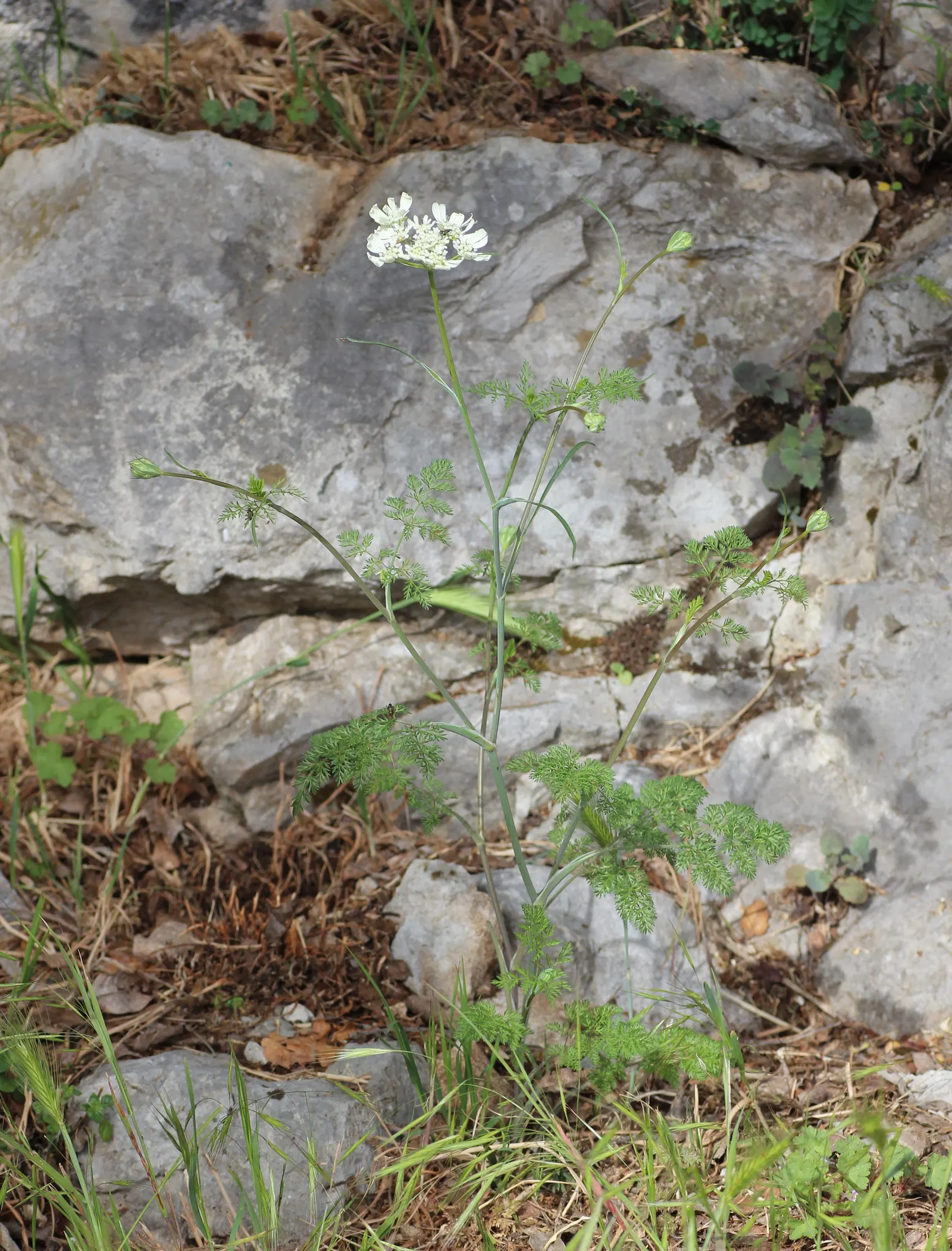White Lace Flower (Orlaya Grandiflora) — aside from occasional watering in drought conditions; making it a coveted choice for cut flower
