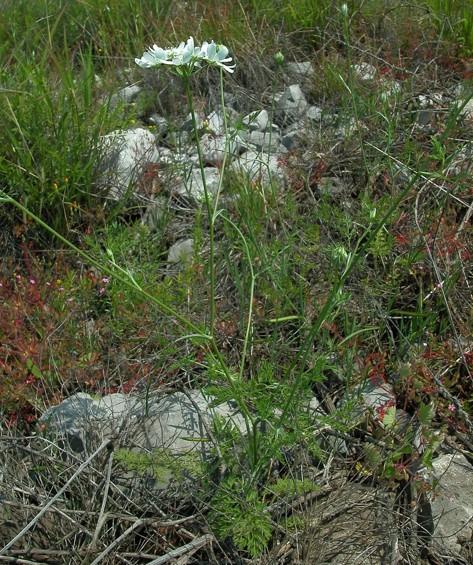 White Lace Flower (Orlaya Grandiflora) — This plant is characterized by its deeply cut; commonly referred to as the White Lace Flower
