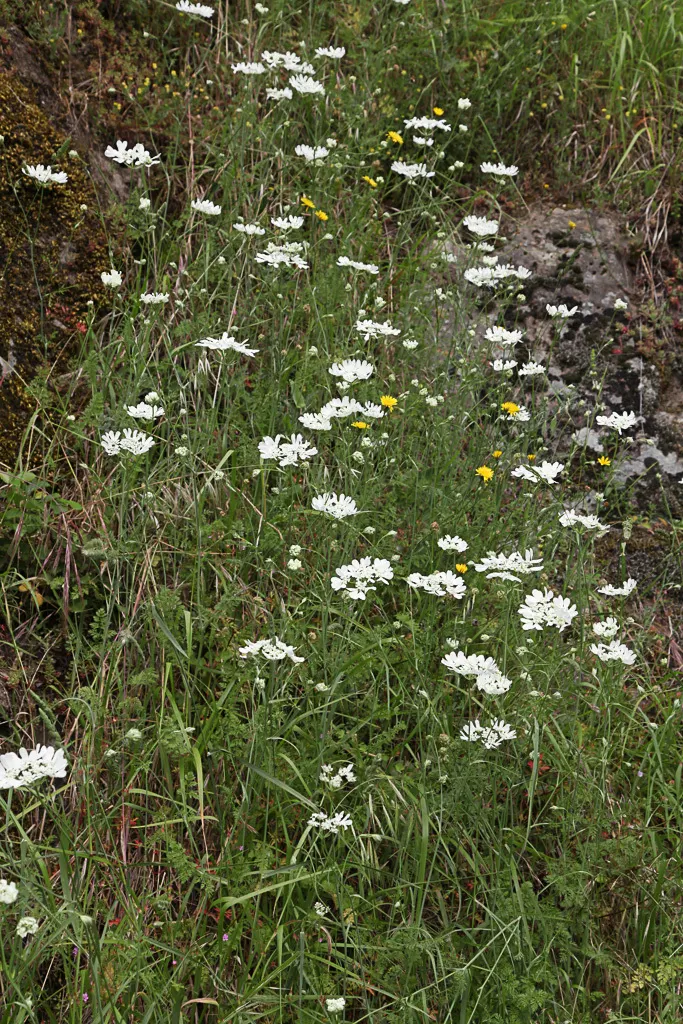 White Lace Flower (Orlaya Grandiflora) — It blooms in late spring to summer; typically reaching 18-24 inches in height and 12-18 inches in spread