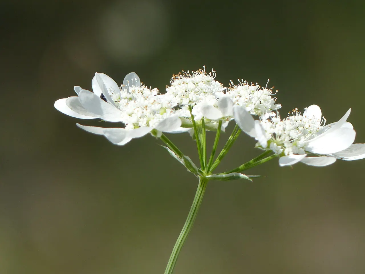 White Lace Flower (Orlaya Grandiflora) — the White Lace Flower exhibits superb vase life